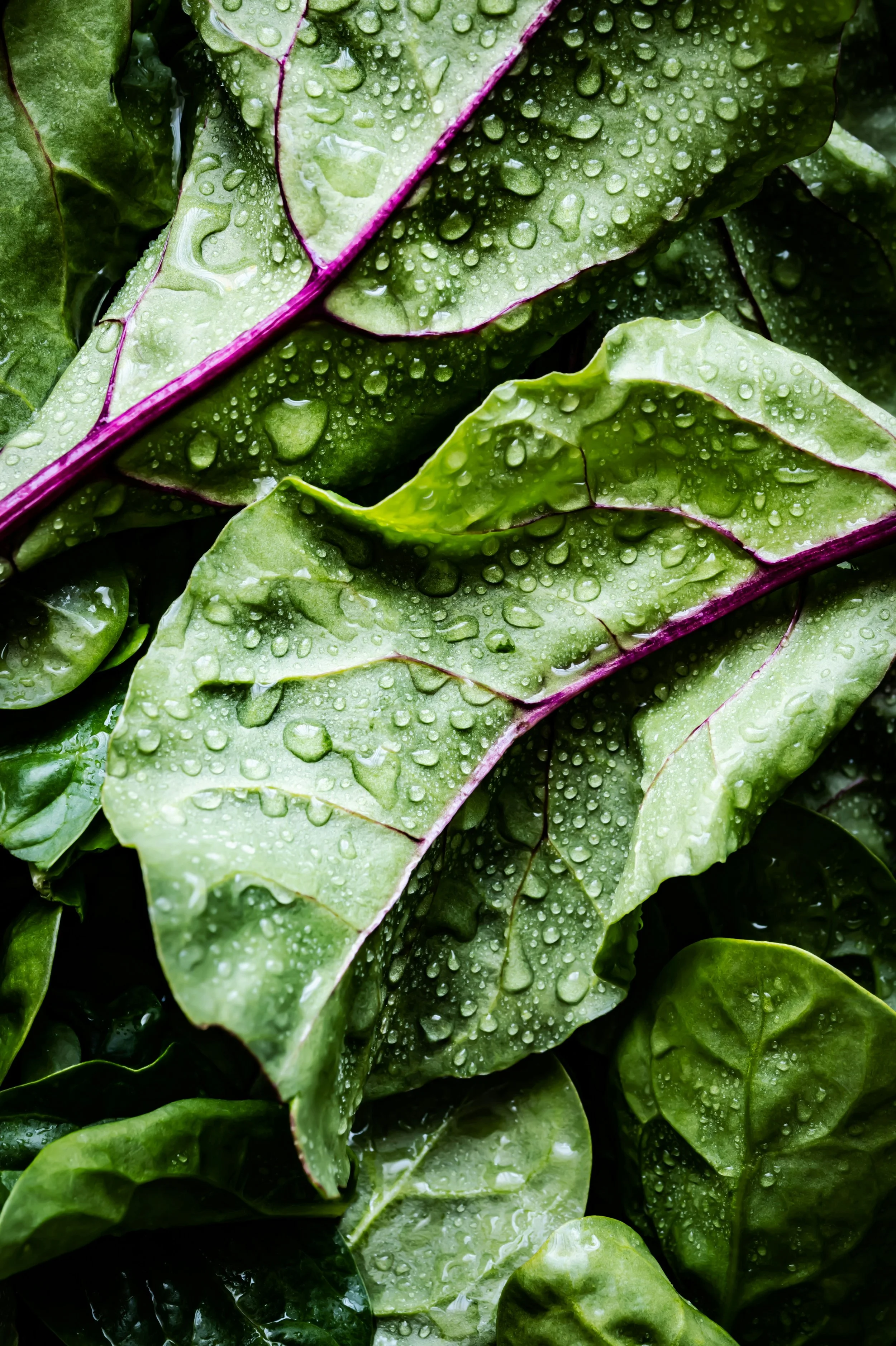 Close-up of green leafy vegetables with water droplets on their surface.