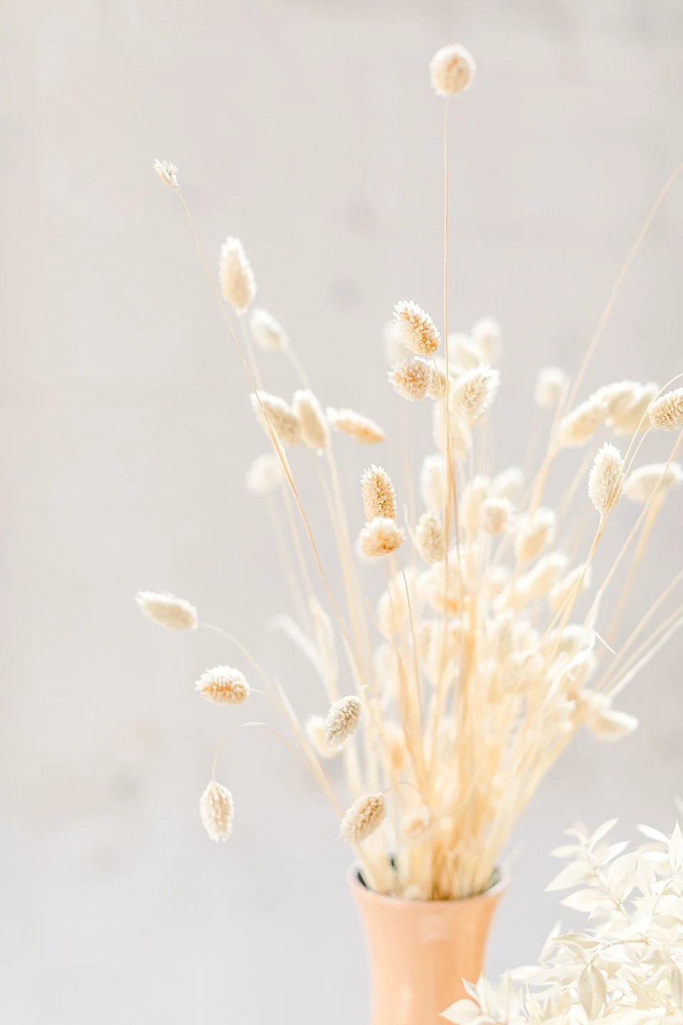 A beige vase holding dried white and cream-colored fluffy grasses.