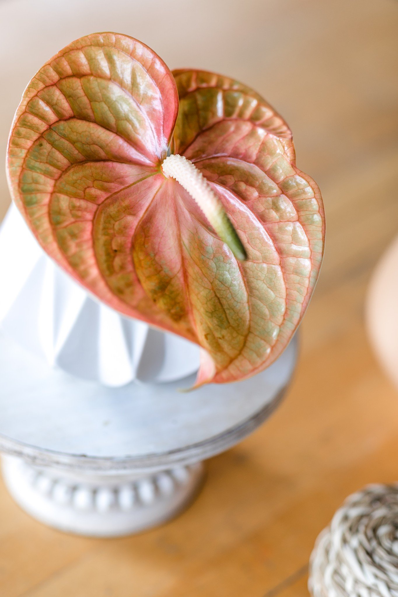 Close-up of an anthurium plant with pink and green leaves in a white decorative pot on a wooden surface.