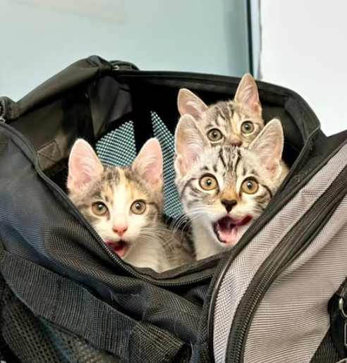 Screenshot 2026-03-02 at 17.27.12.png