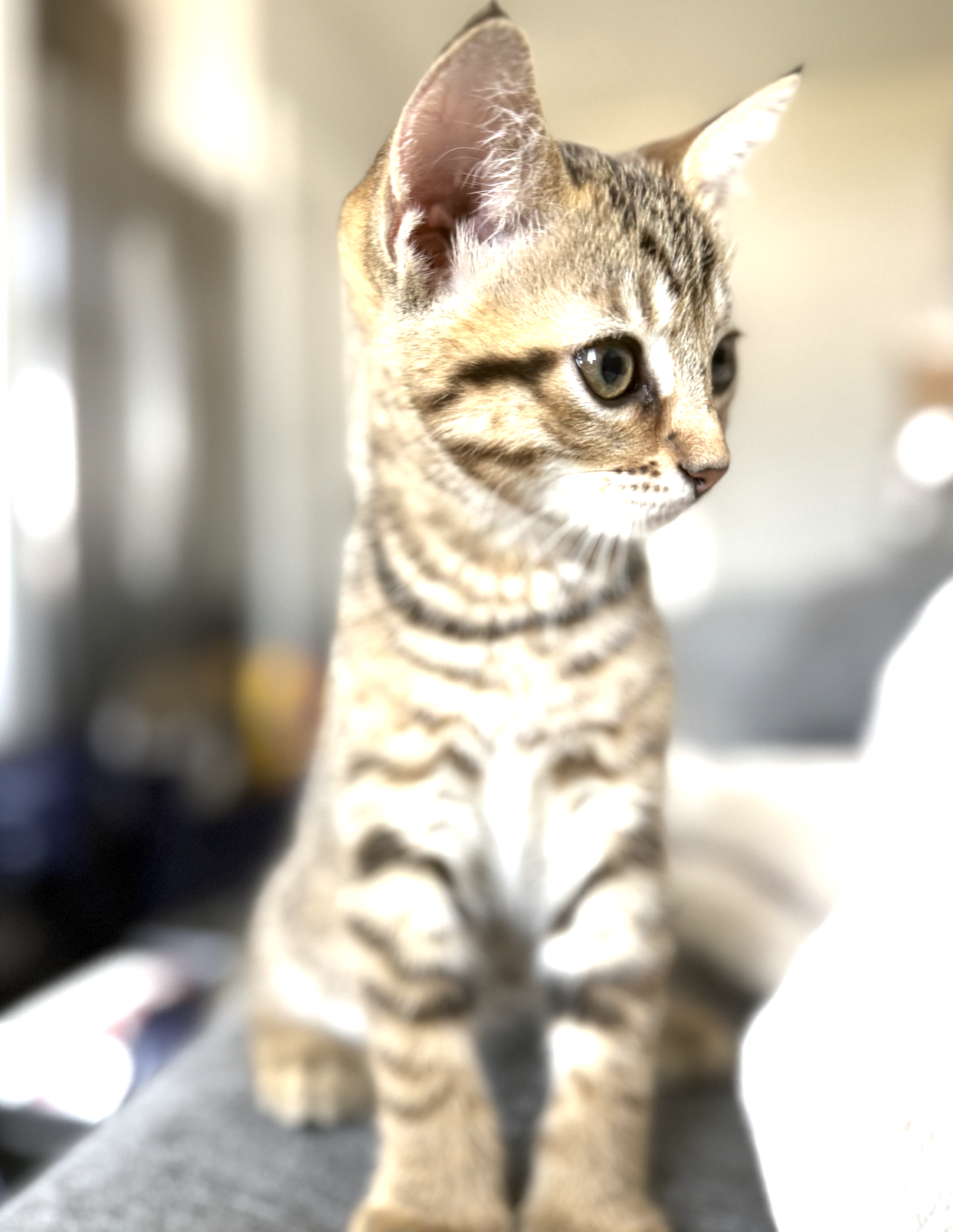 Screenshot 2026-03-24 at 10.39.32 AM.png