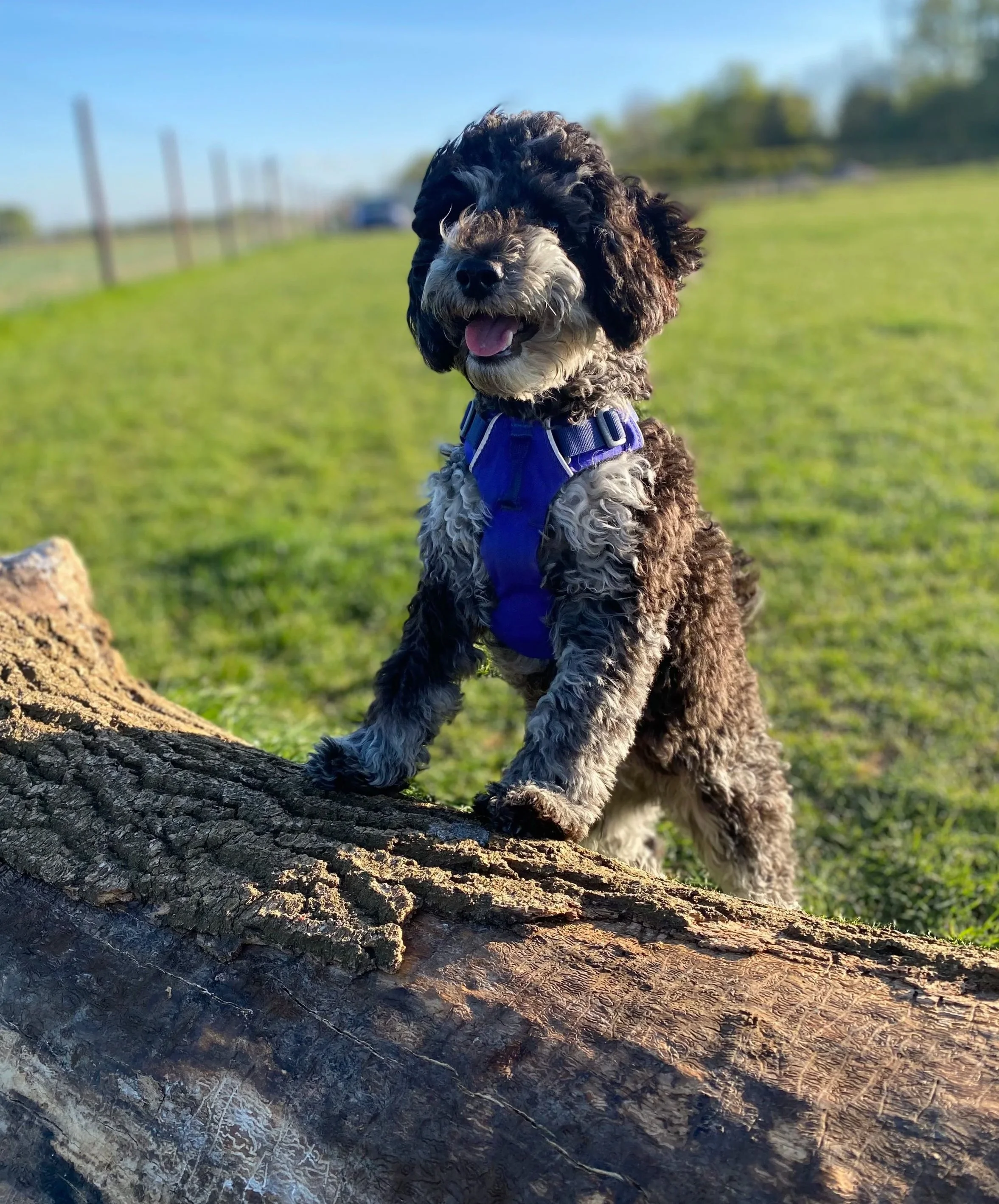 A happy black, gray, and white curly-coated puppy standing on a fallen log outdoors in a grassy field on a sunny day.