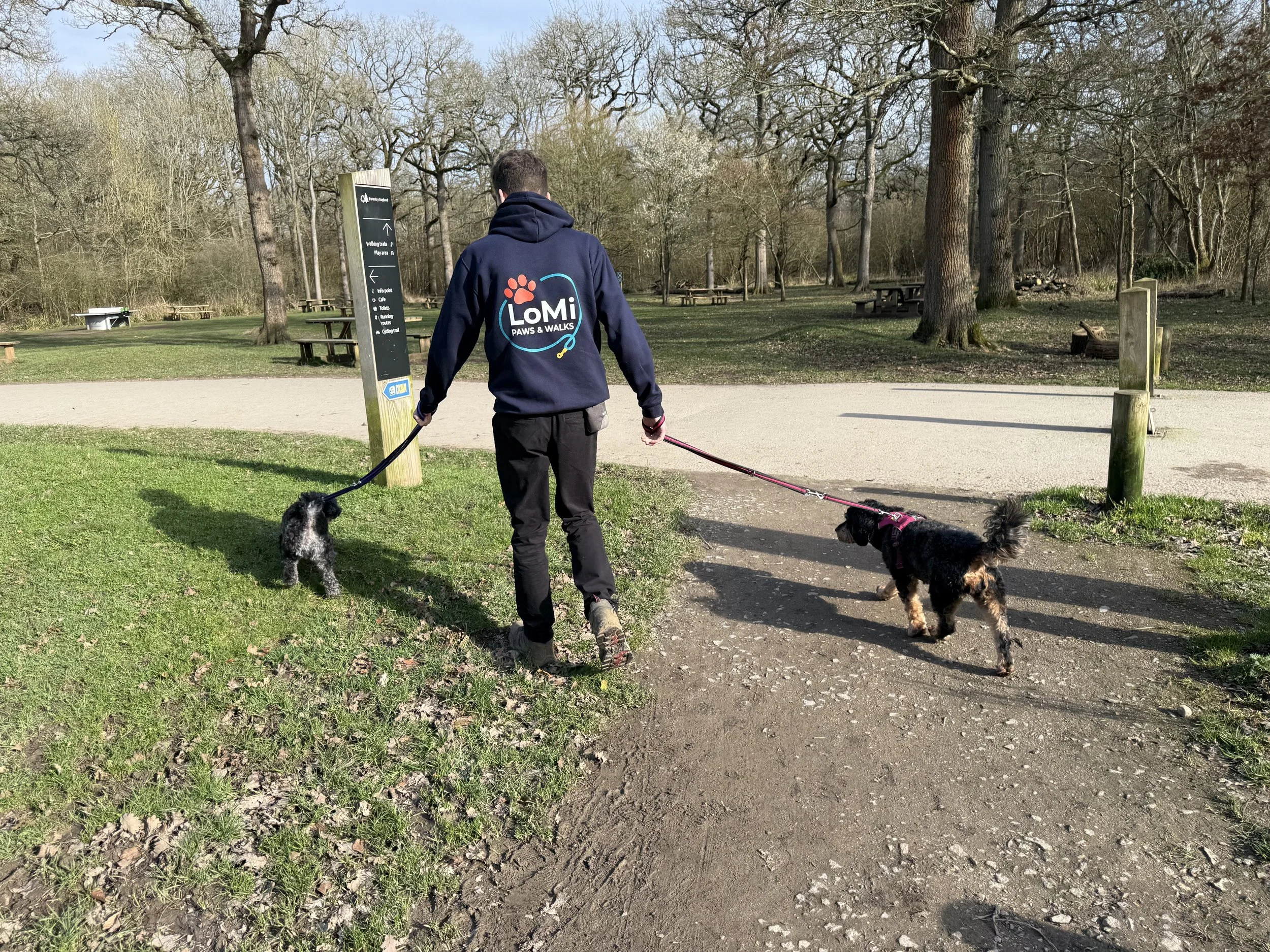 A person walking two dogs on leashes in a park during daytime with trees and benches in the background.