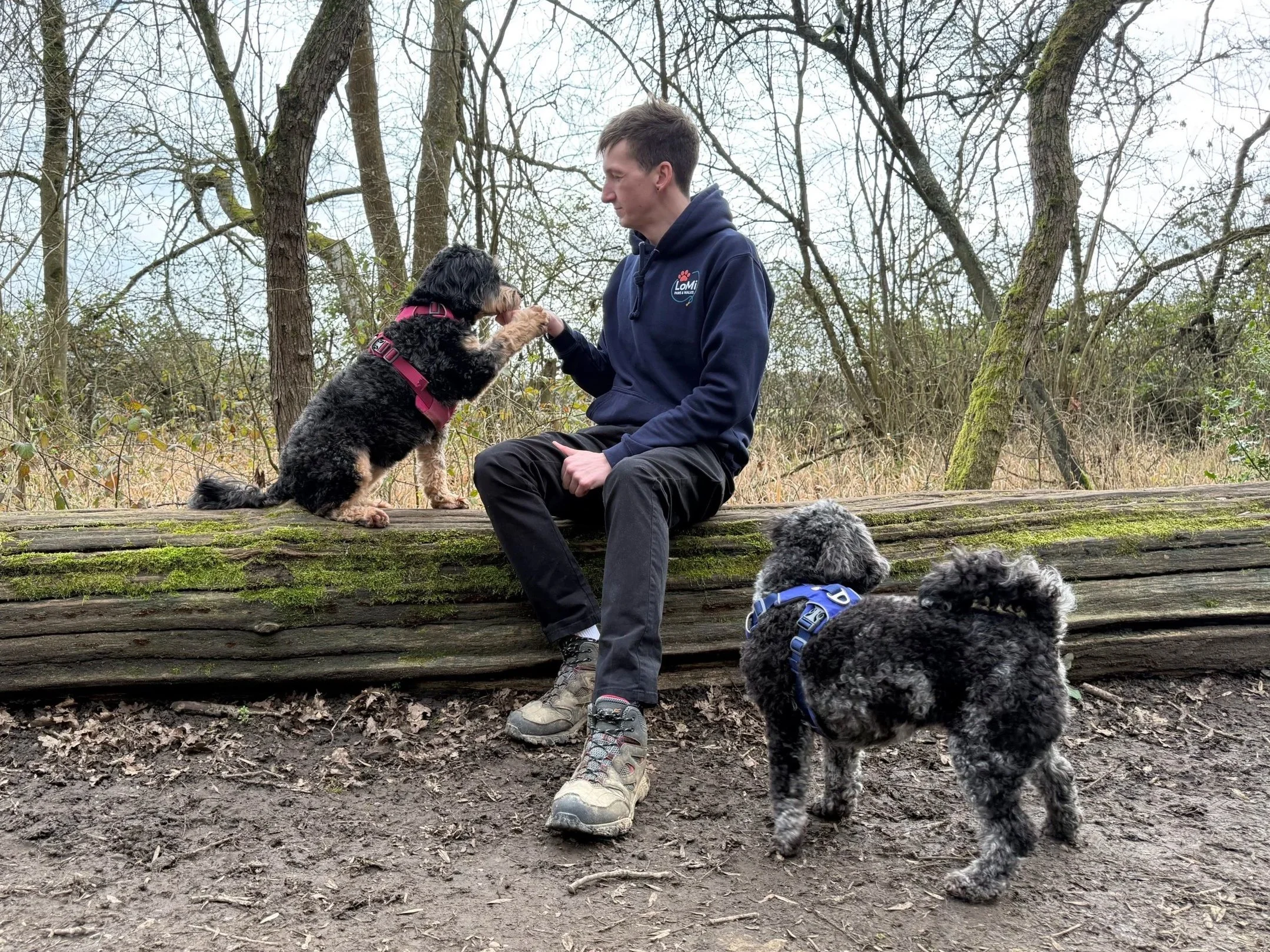 A person sitting on a moss-covered log in a wooded area, holding up a paw of one dog for a high five, while another dog stands nearby. The person is wearing a navy hoodie, and the dogs are wearing harnesses.