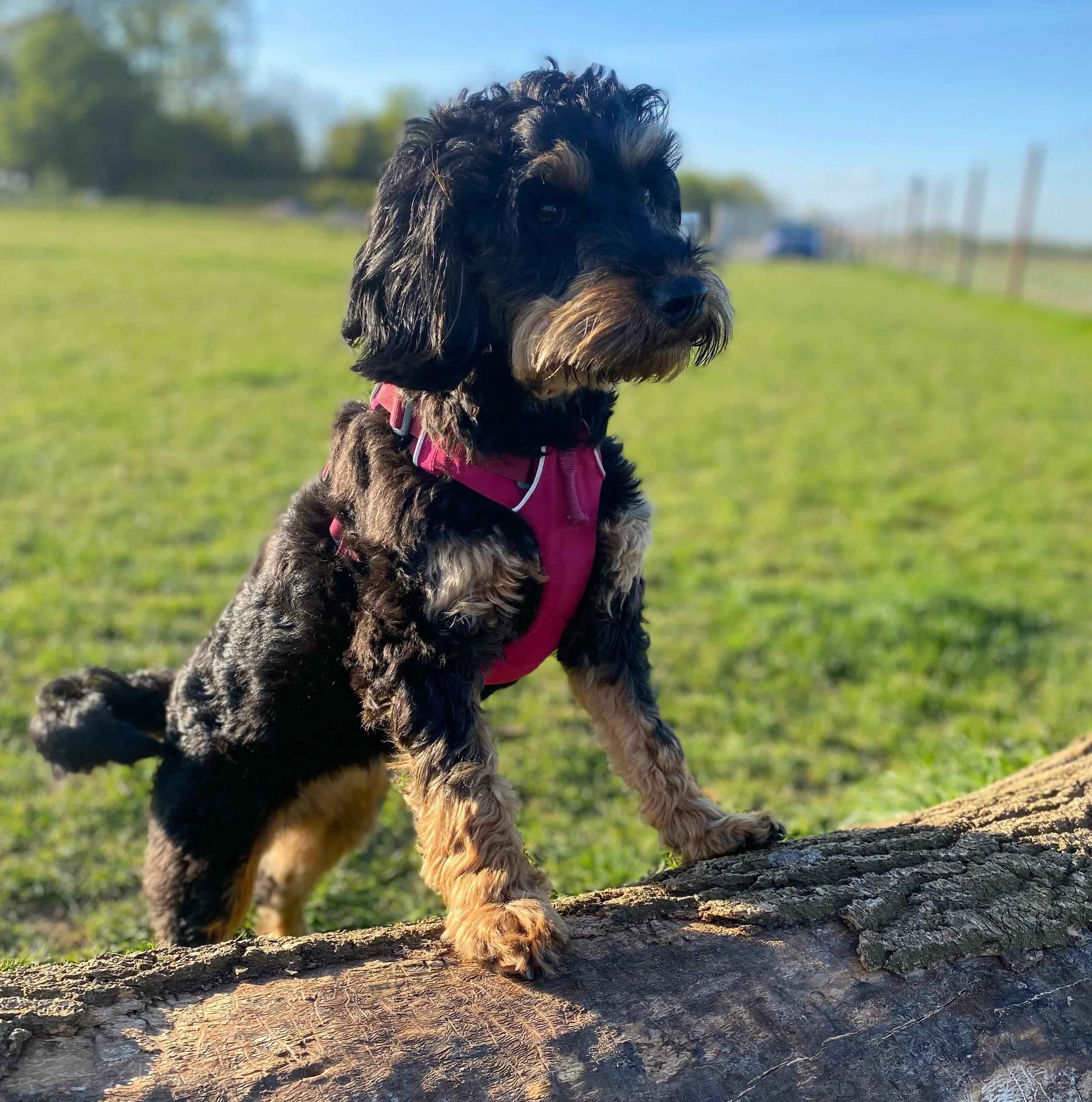 A black and tan puppy standing on a log outdoors in a grassy area, wearing a pink harness, with trees and a fence in the background under a blue sky.