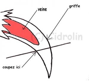 Coupe griffe