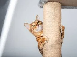 Jeu interactif pour chat