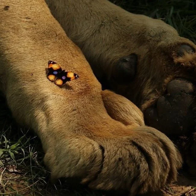 Hitashya Mood (Kai Lion)
