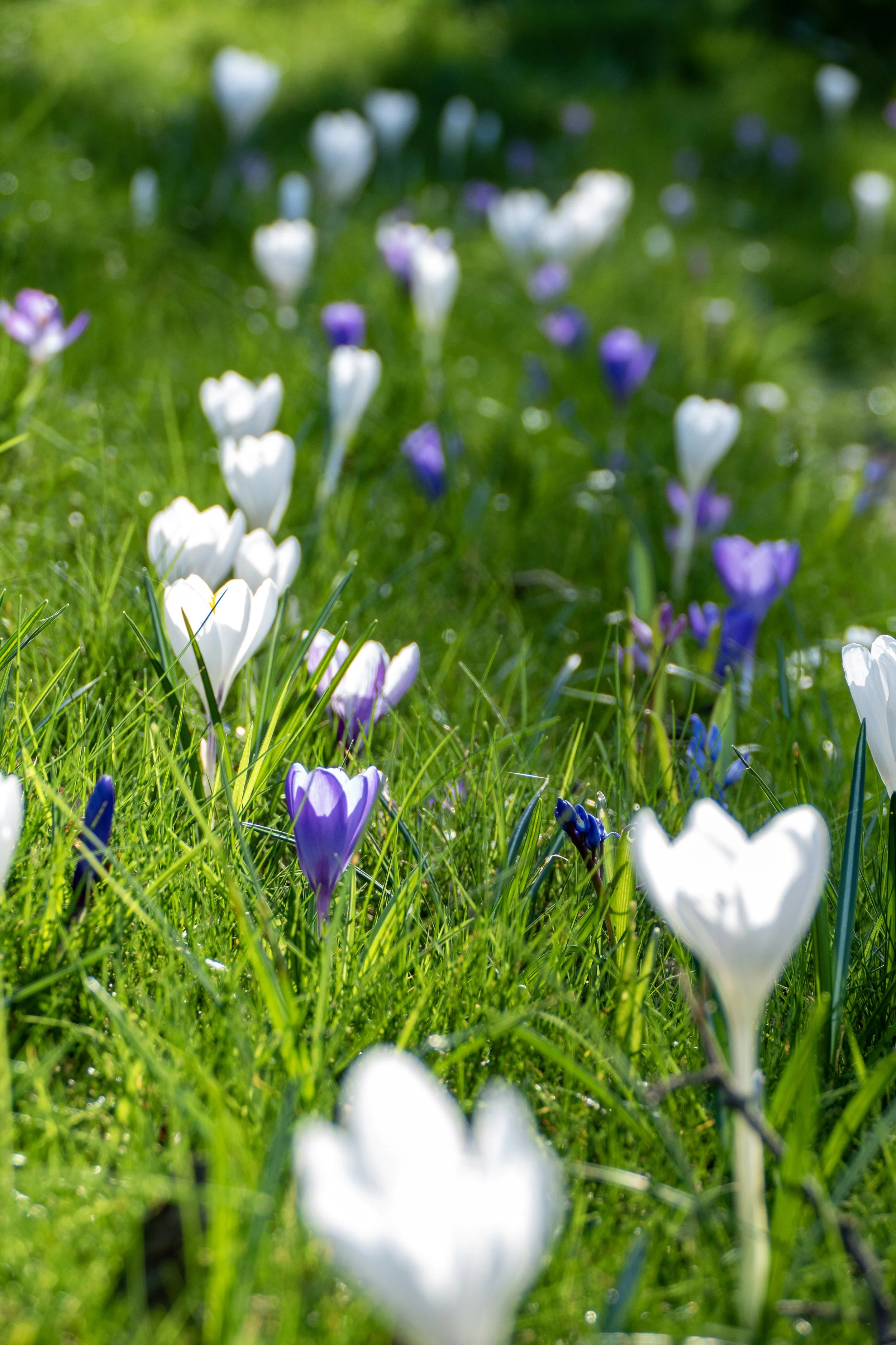Field of white and purple crocus flowers blooming in green grass.