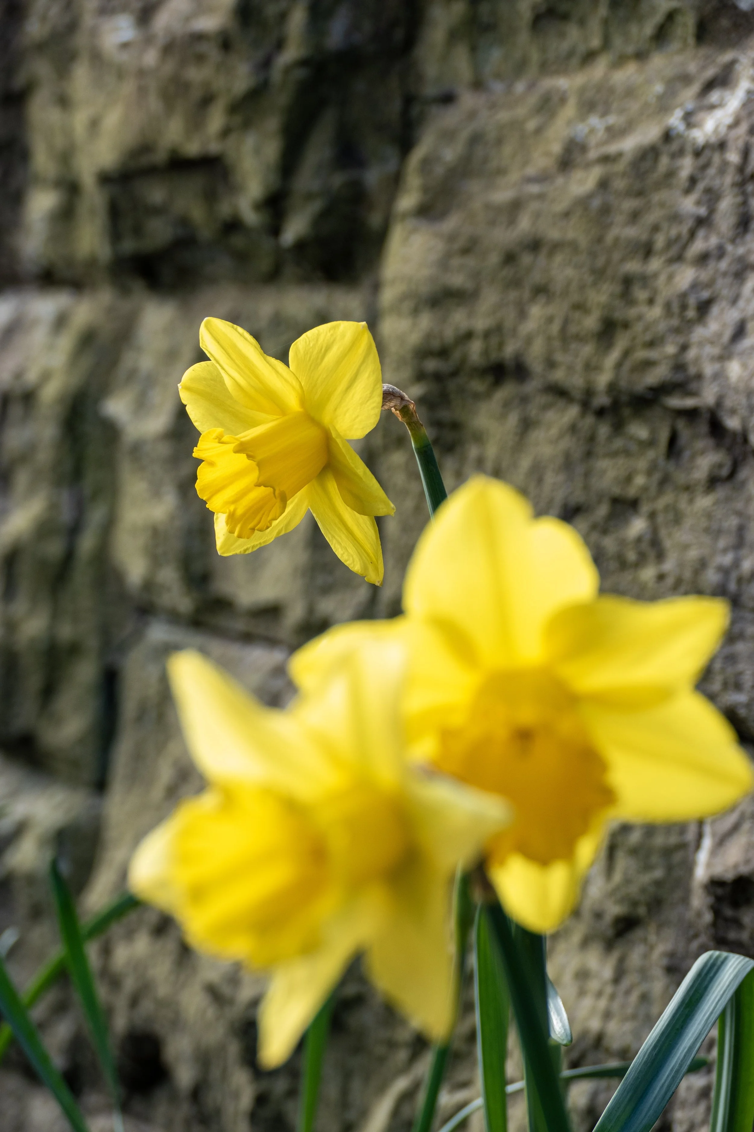 Two yellow daffodil flowers growing in front of a stone wall.