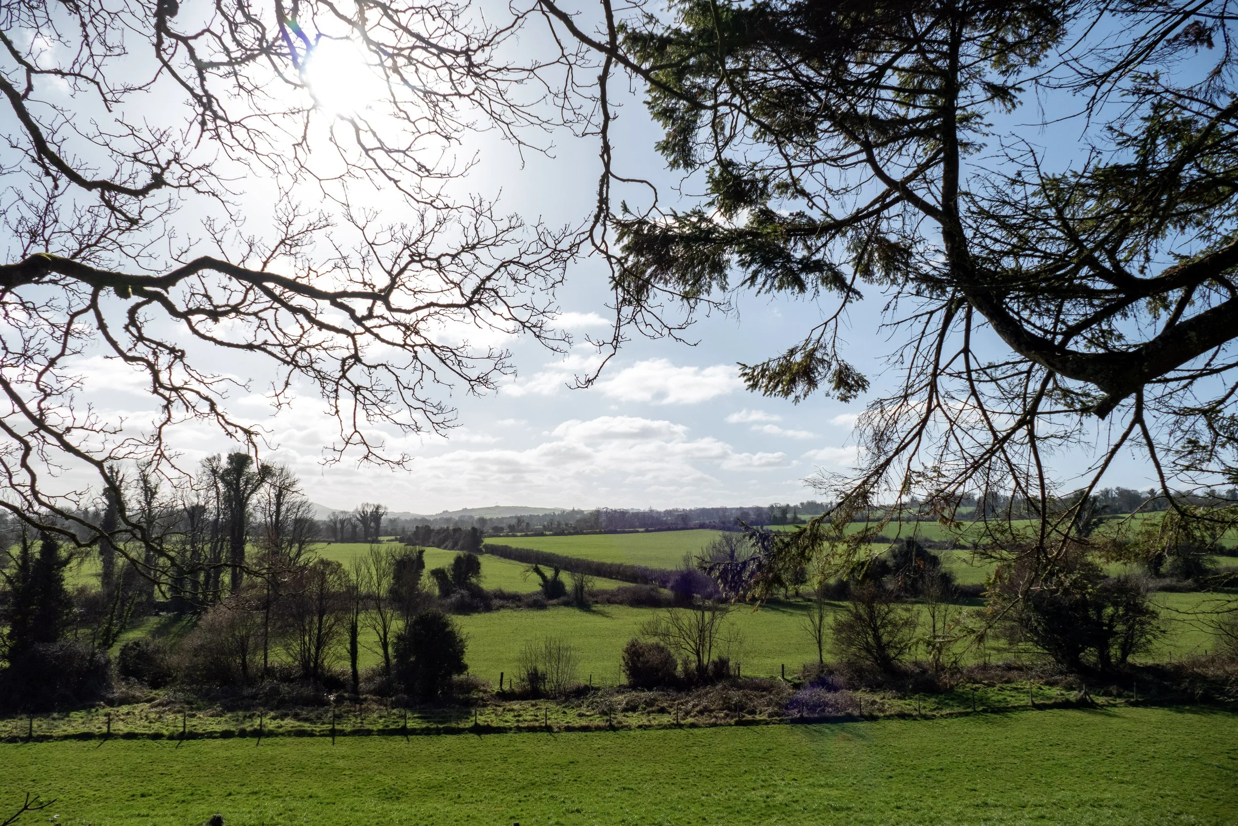 A scenic landscape of green fields with trees and hedge lines, under a blue sky with scattered clouds, viewed from beneath tree branches.