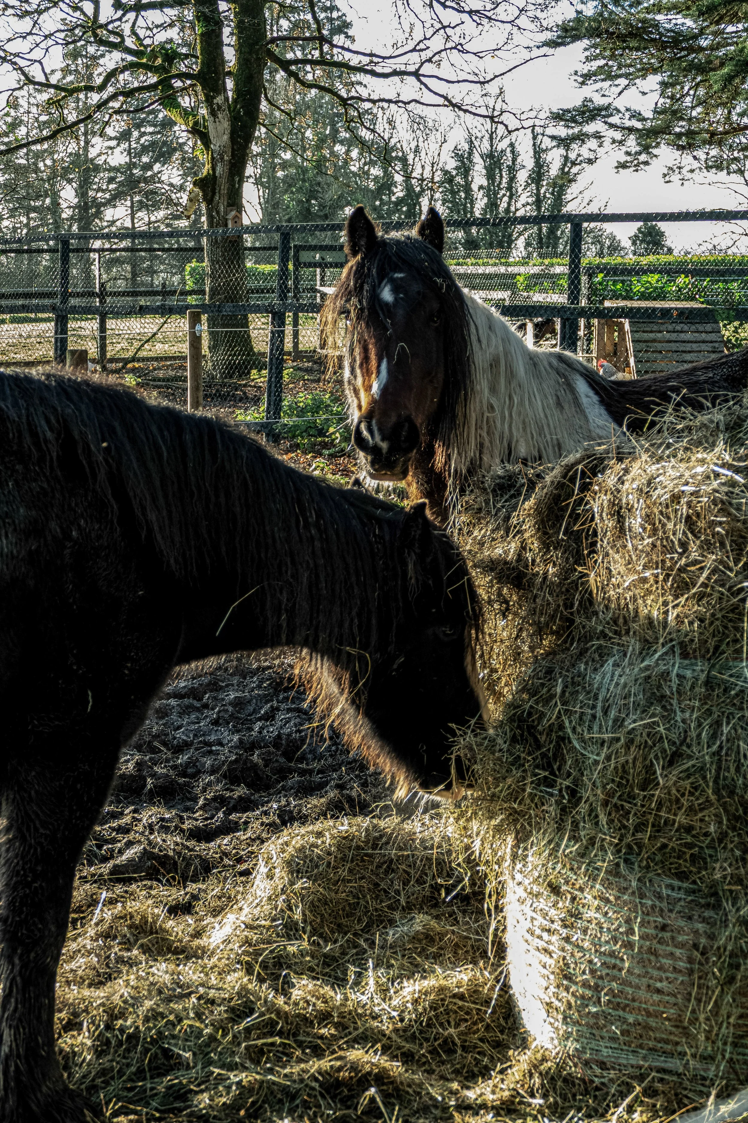 Two black horses are eating hay from a haystack in a fenced outdoor area with trees and a clear sky in the background.