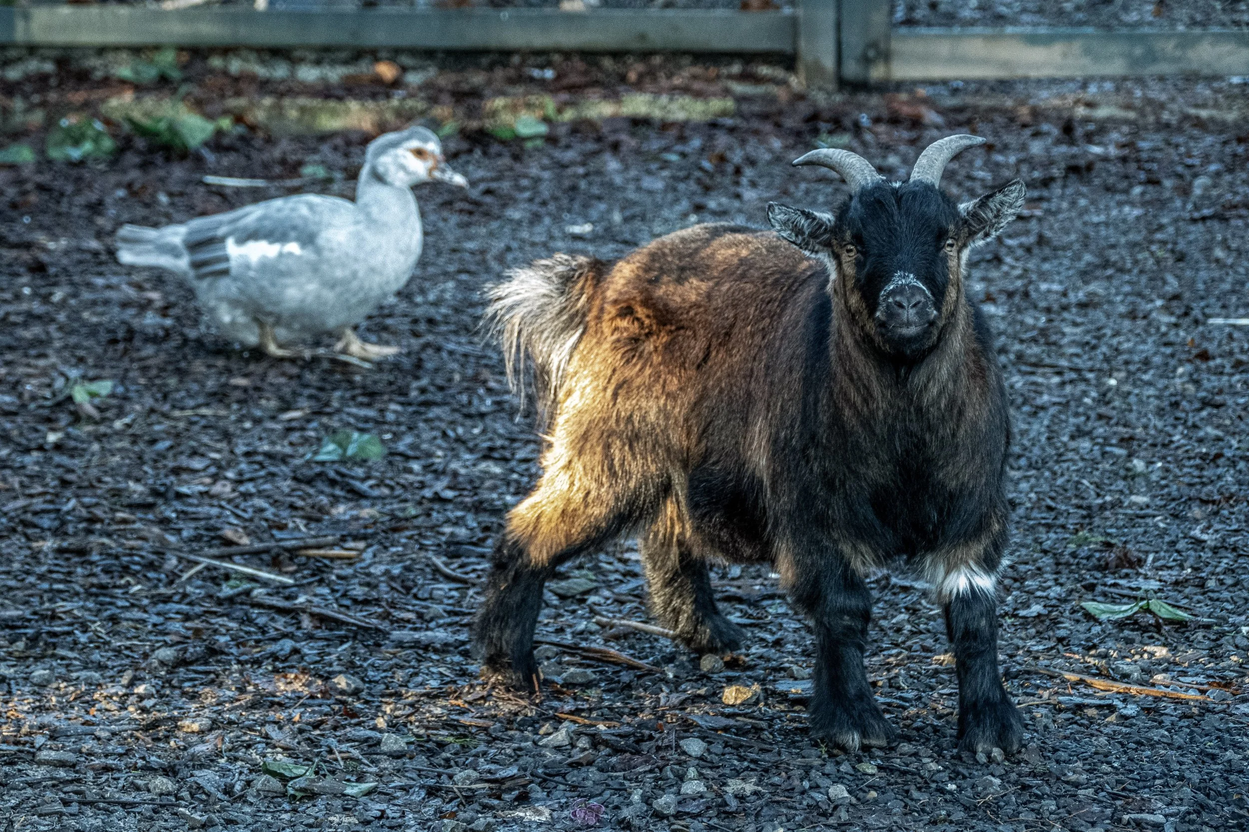 A brown and black goat with curved horns standing on gravel, with a grey and white duck in the background.