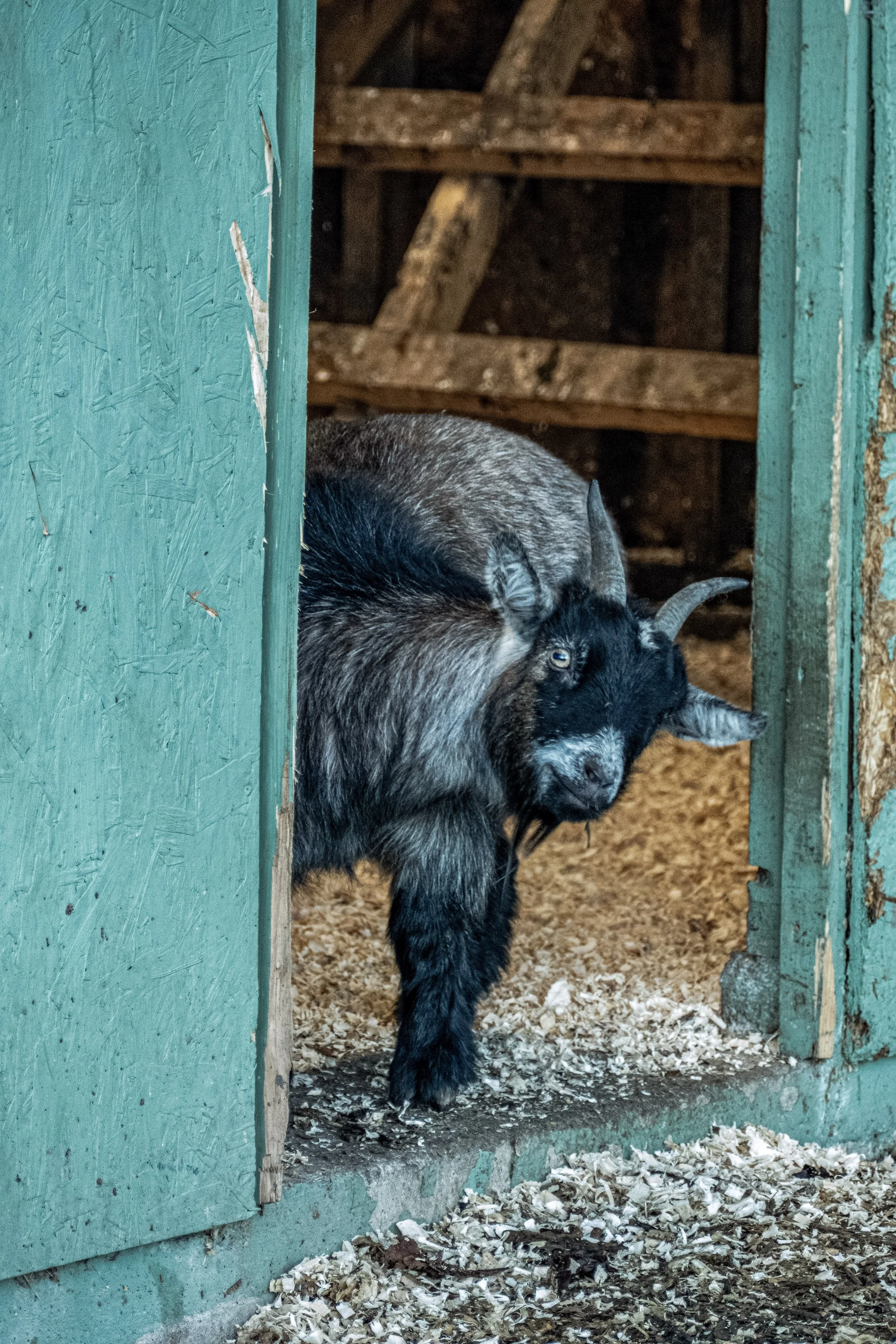 A goat looking out from a rustic green door of its barn, with wood shavings on the ground.