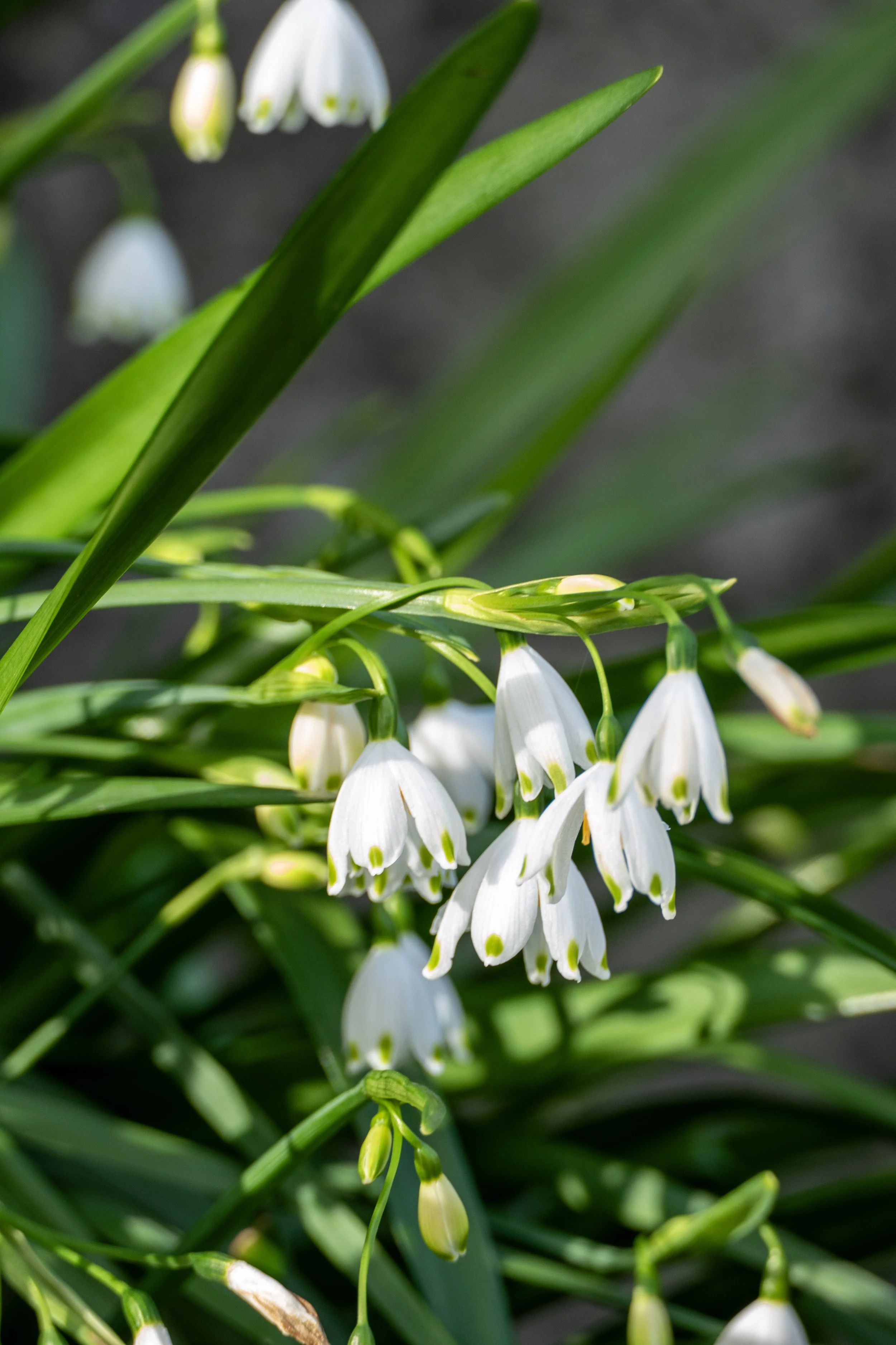 Close-up of blooming snowdrop flowers with white petals and green markings, surrounded by green leaves.