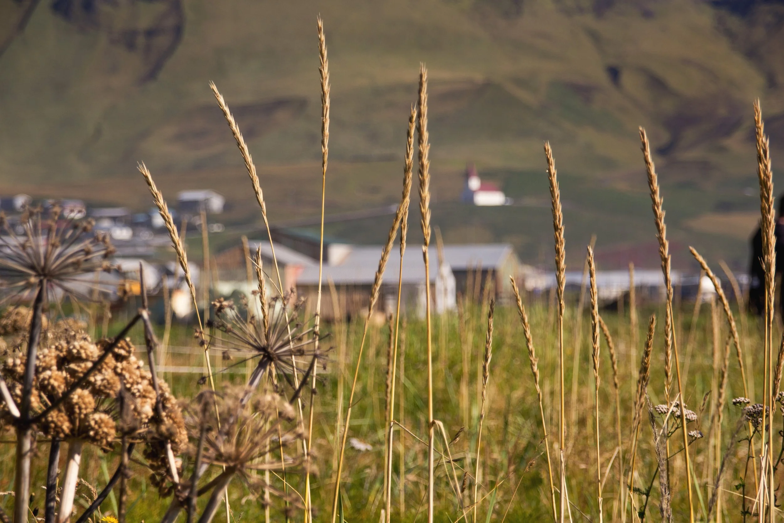 From Cornwall's Fields to Your Fork