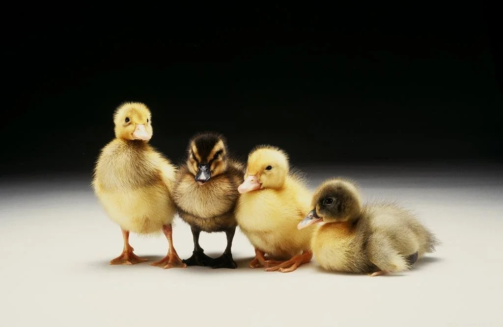 California farm migrates its duck dynasty, selling millions of baby birds, to Cordova