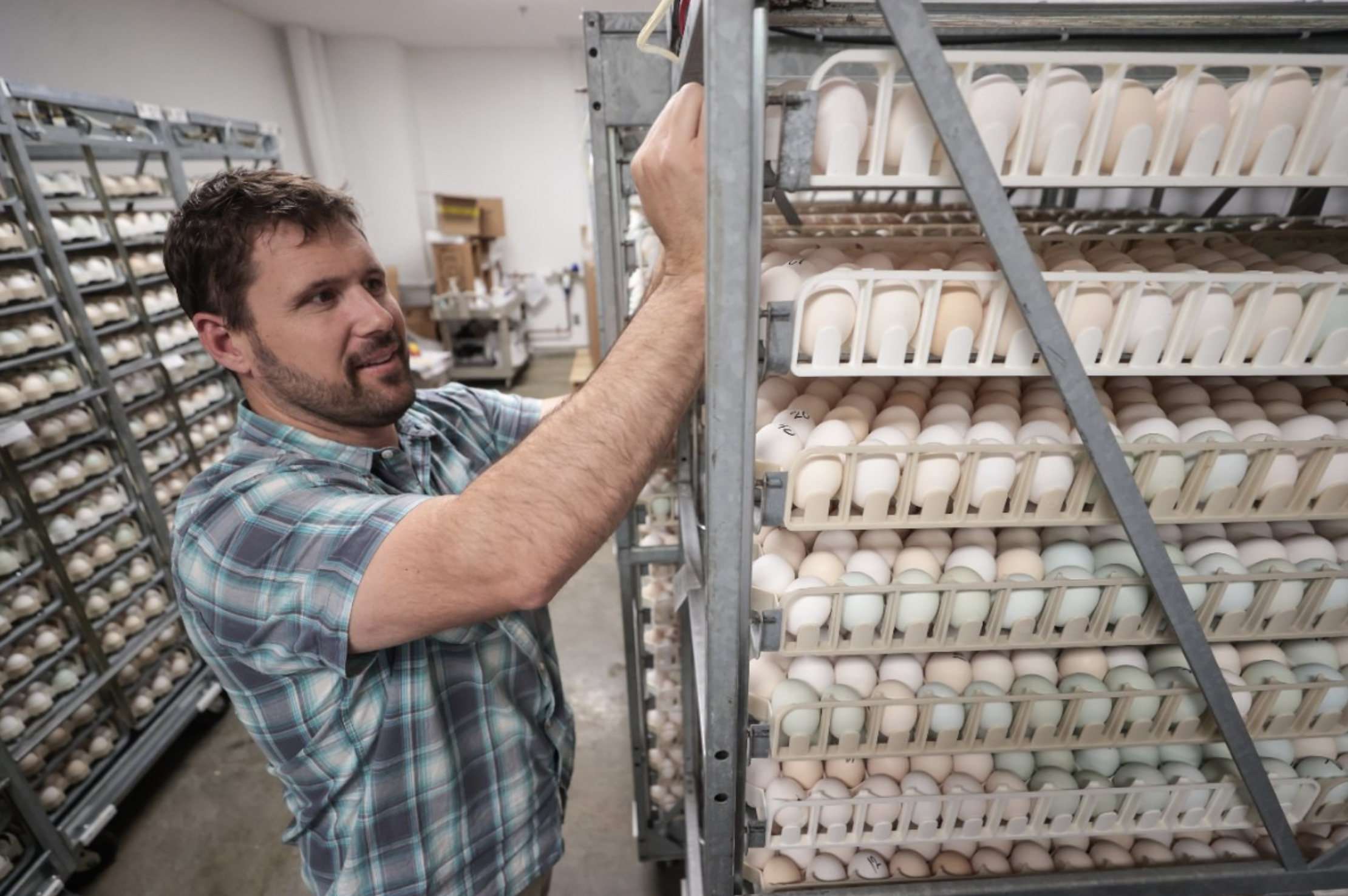 Baby ducks are cute! And Metzer Farms hatches hundreds of thousands every year