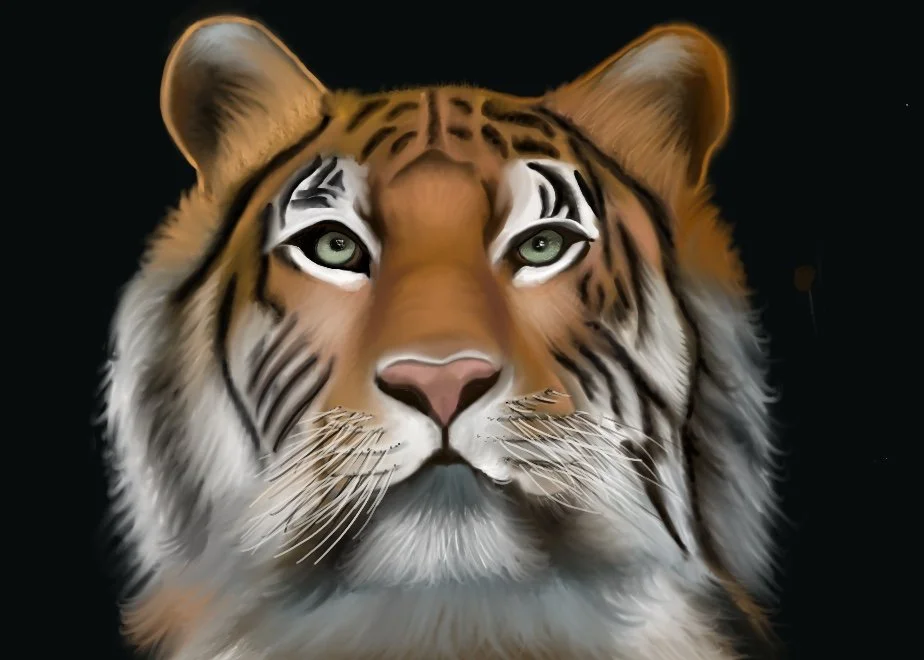 Tiger.jpg