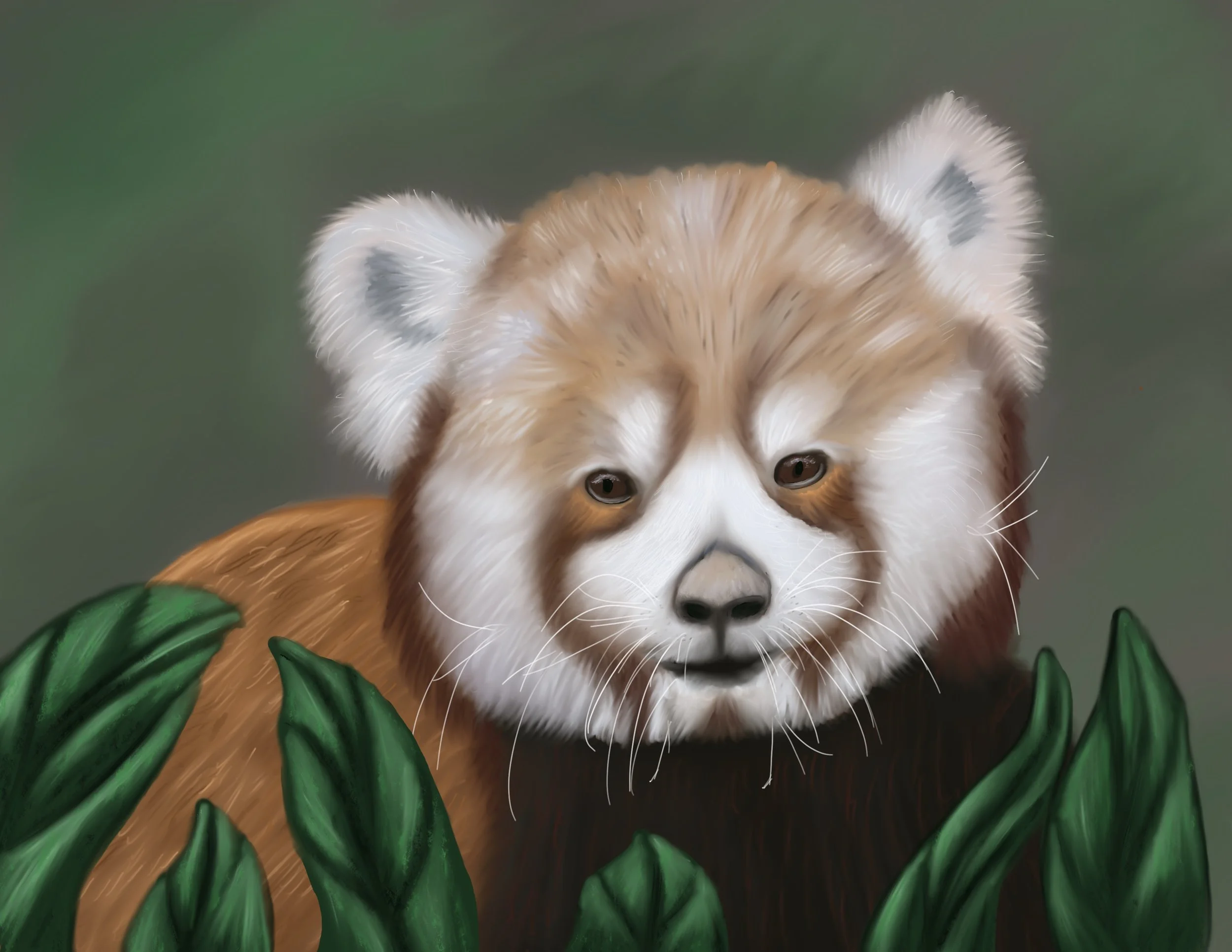 Red_Panda.jpg