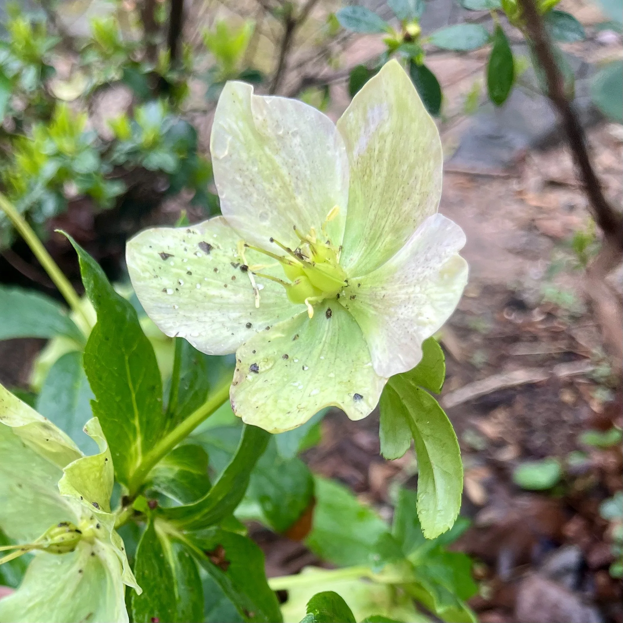 First Comes the Rose, Then Comes the Rattler