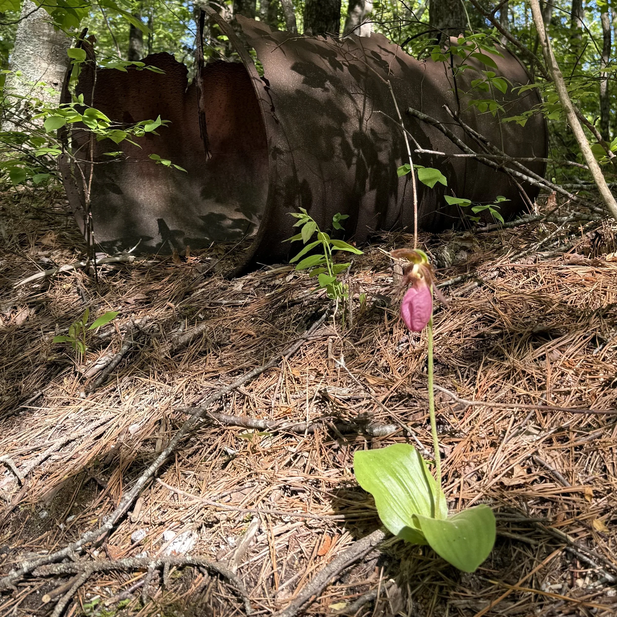 The Slippers and the Still