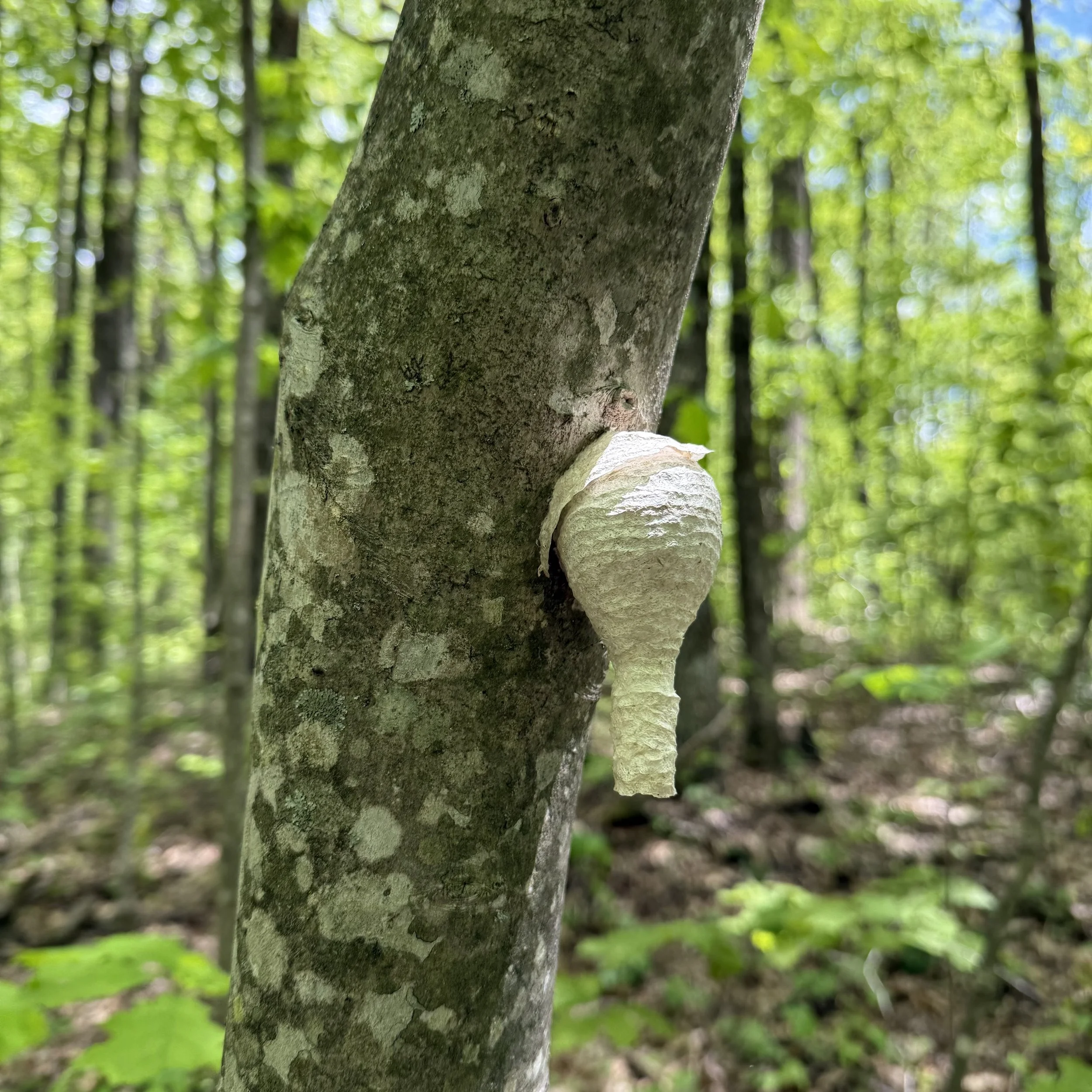 The Heroine's Journey