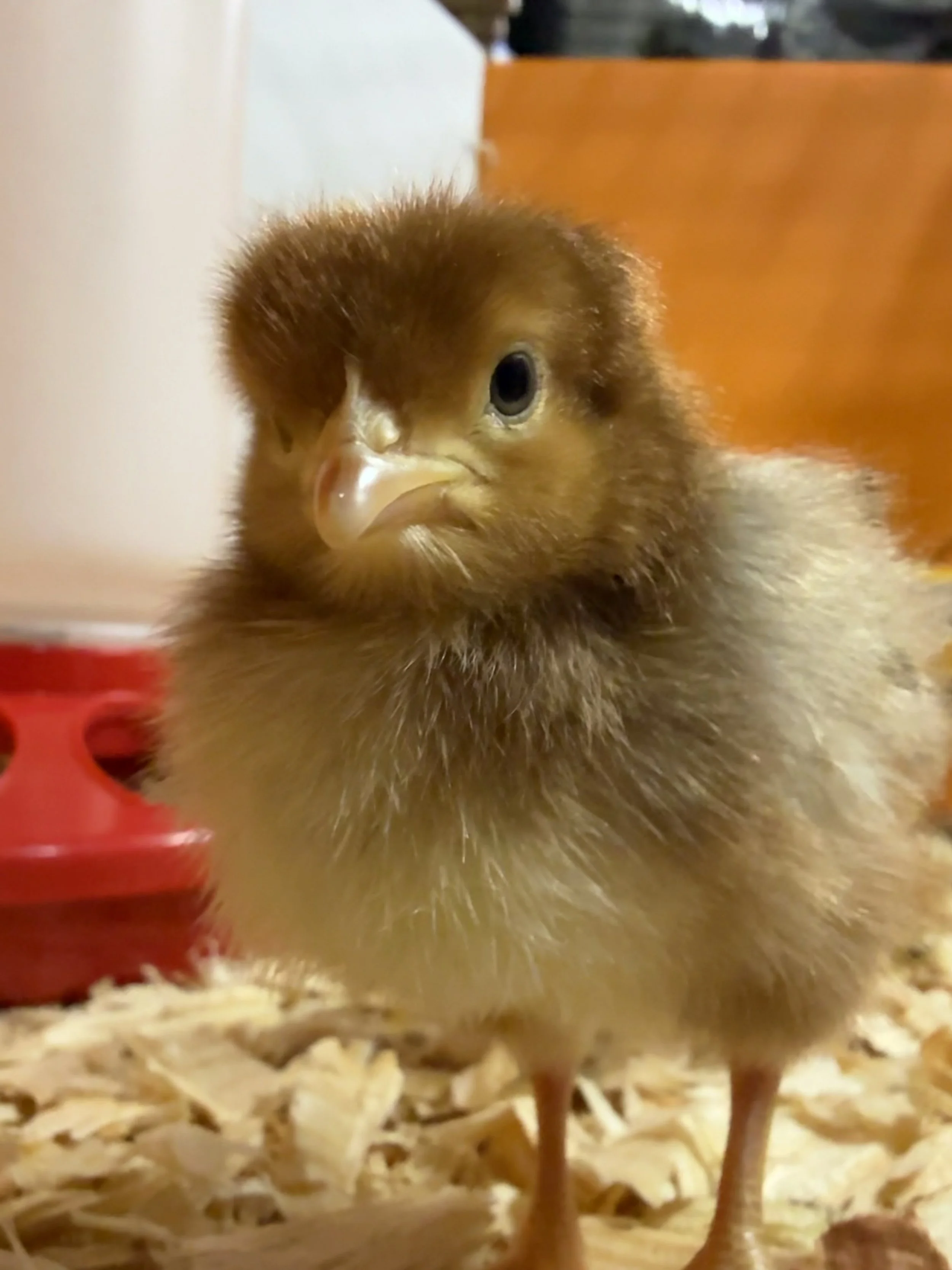 Baby Chickens!