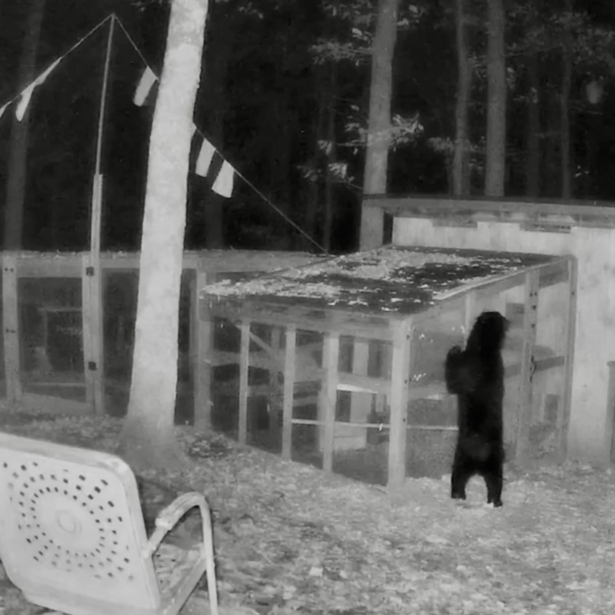 How to yell at a bear when you are fast asleep