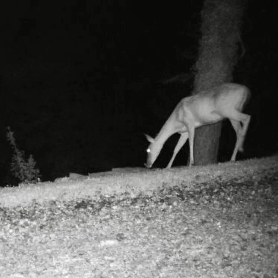 Chard, Deer, and Laziness
