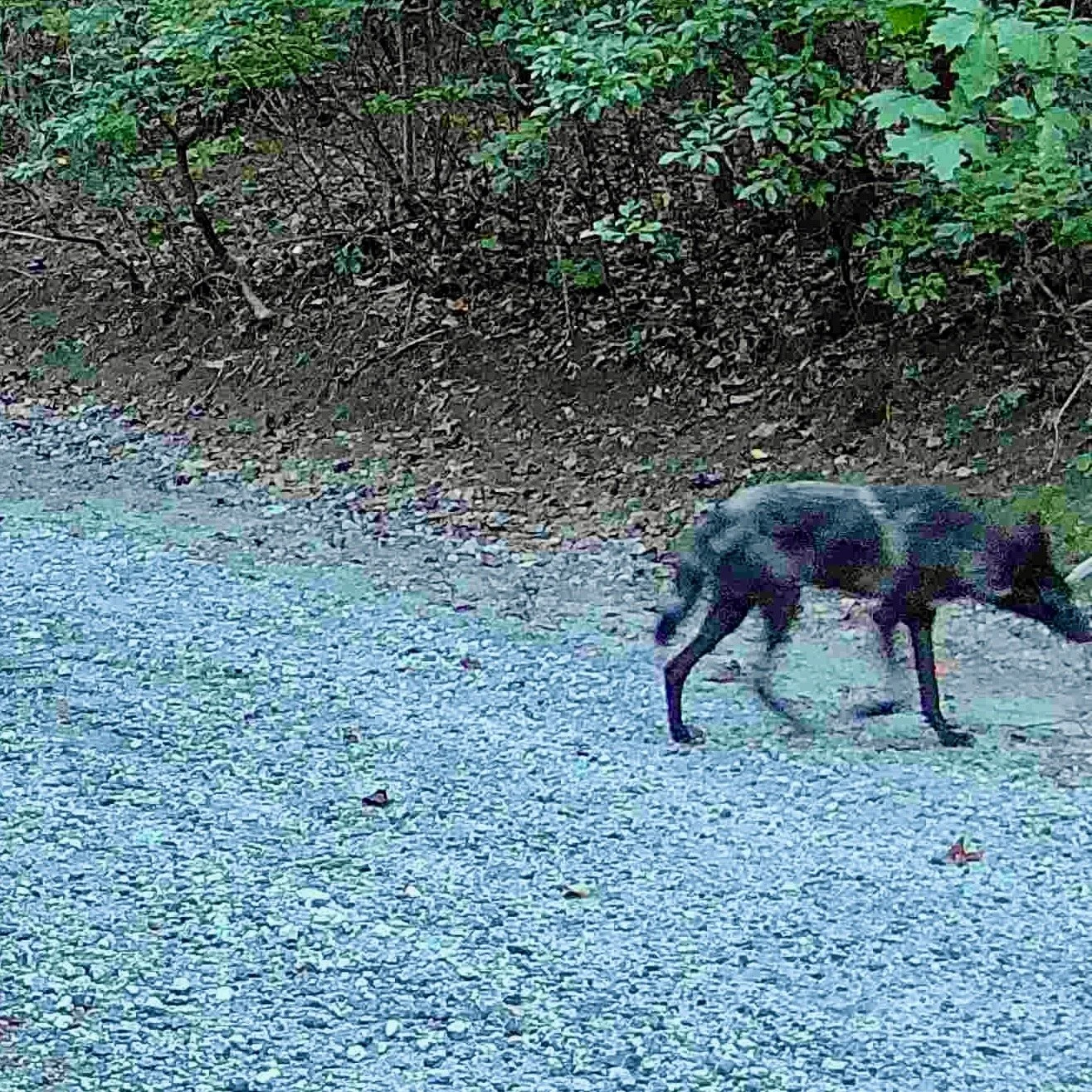 Black Coyote
