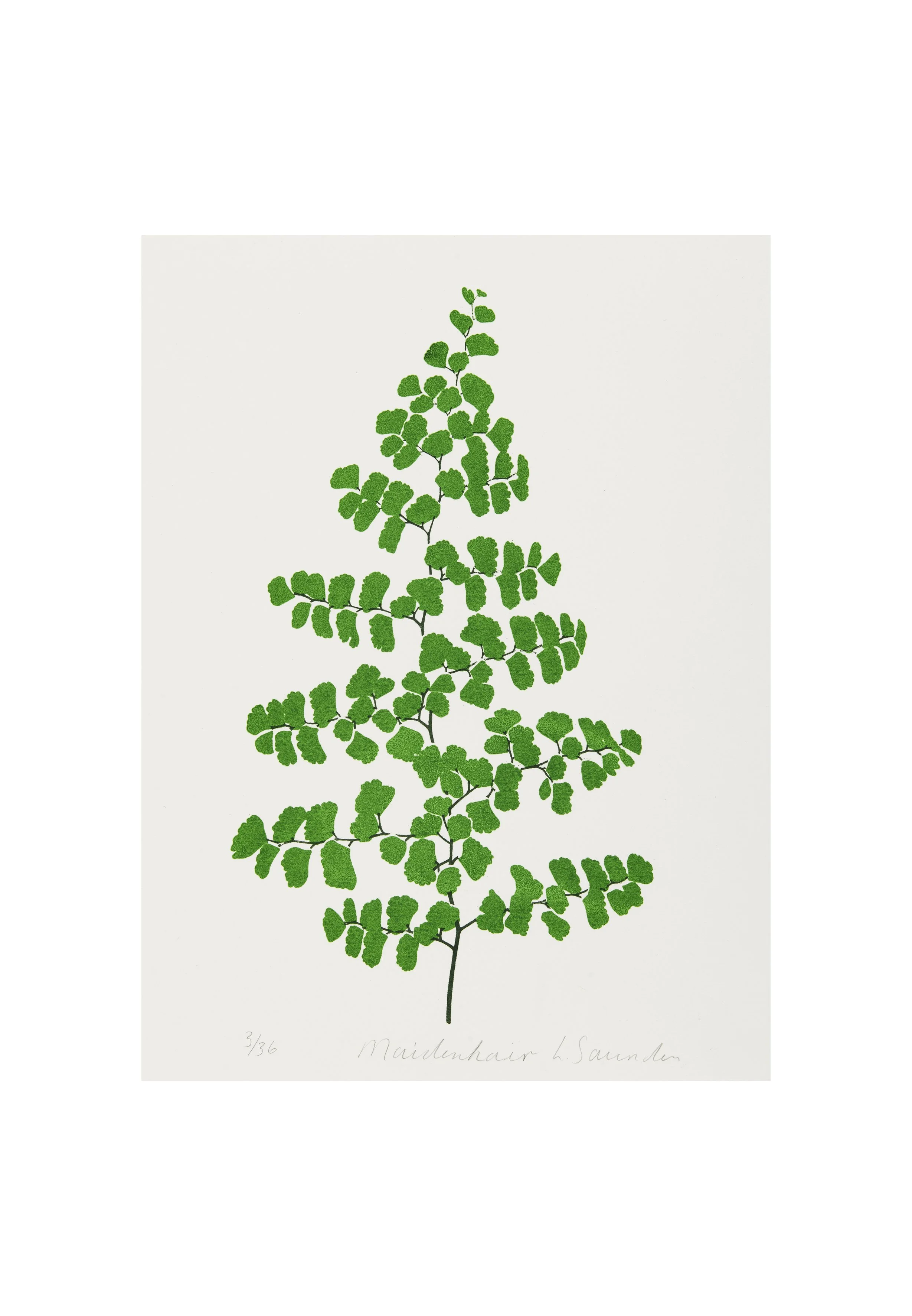 Maidenhair Fern