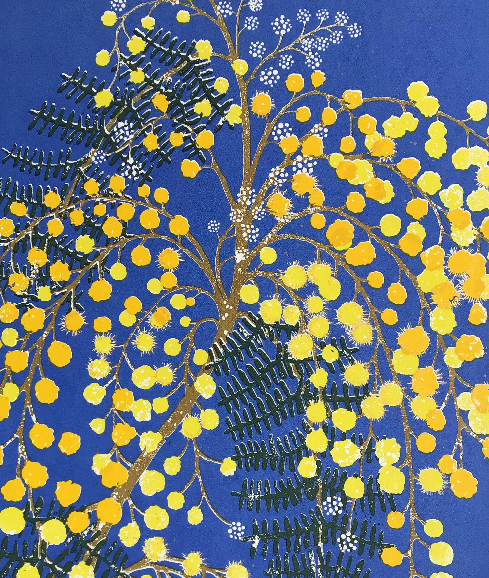 Mimosa 005.jpg