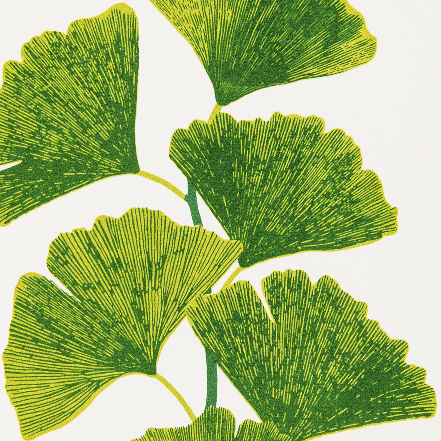 Ginkgo Close Up.jpg