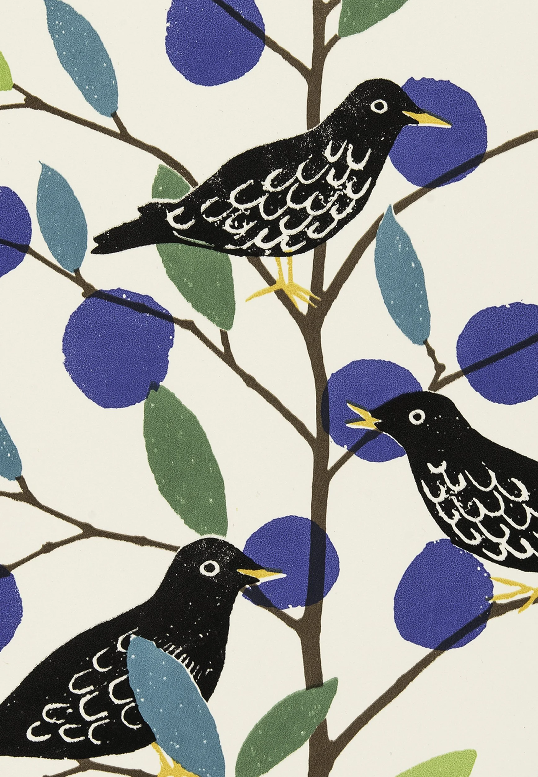 Blackbirds close up jpeg.jpg