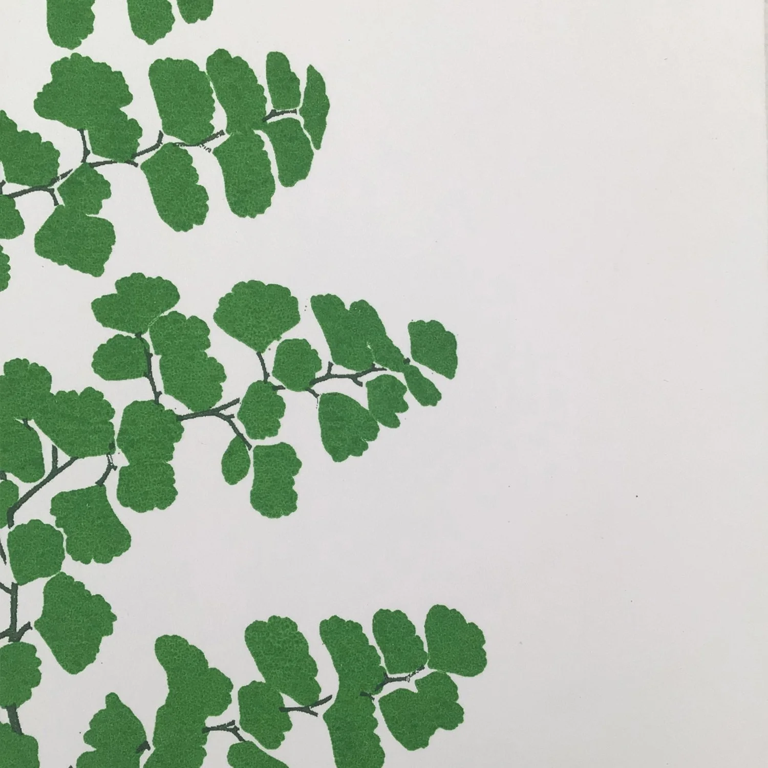 Maidenhair Close Up.jpg