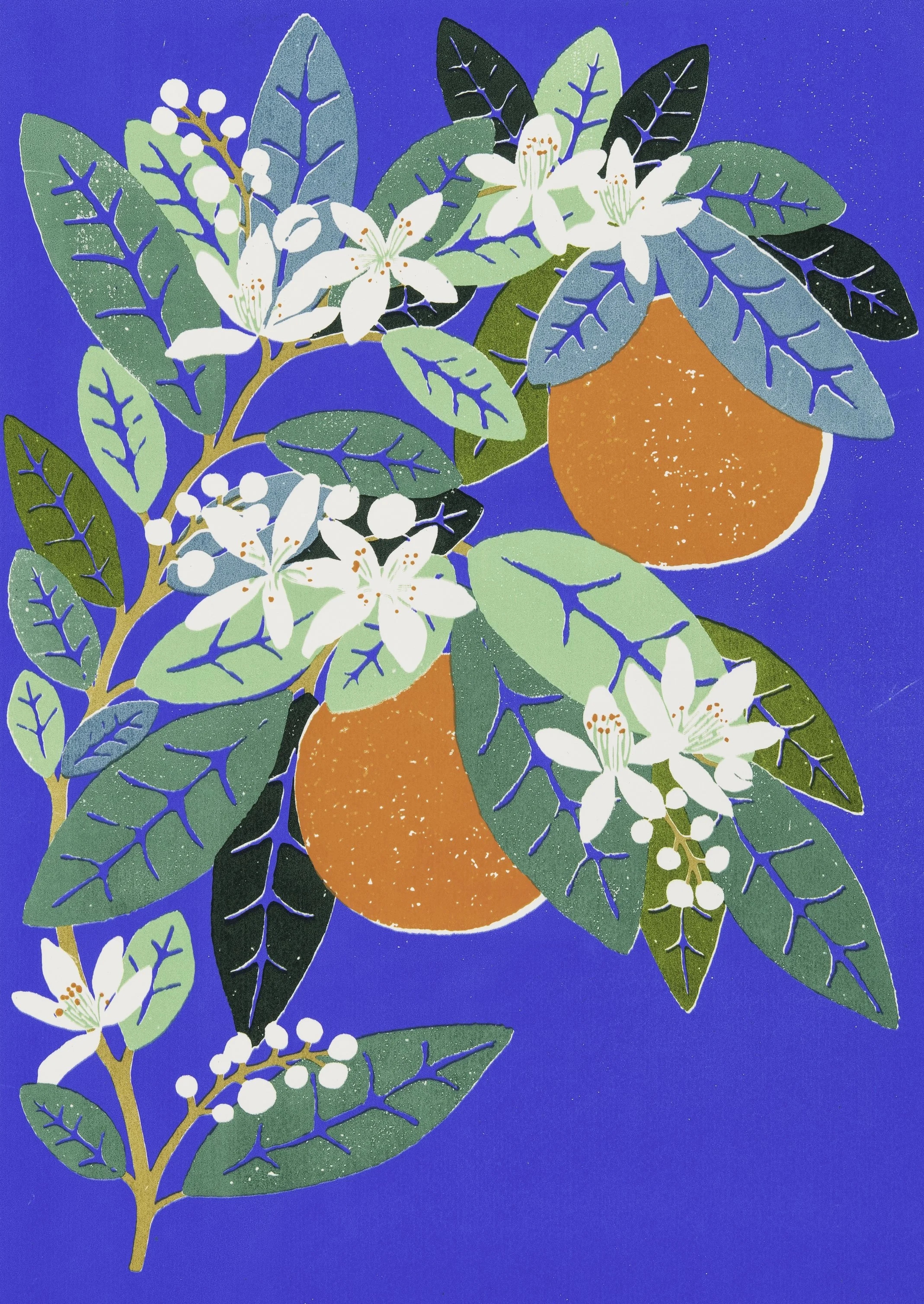 Oranges 001.jpg