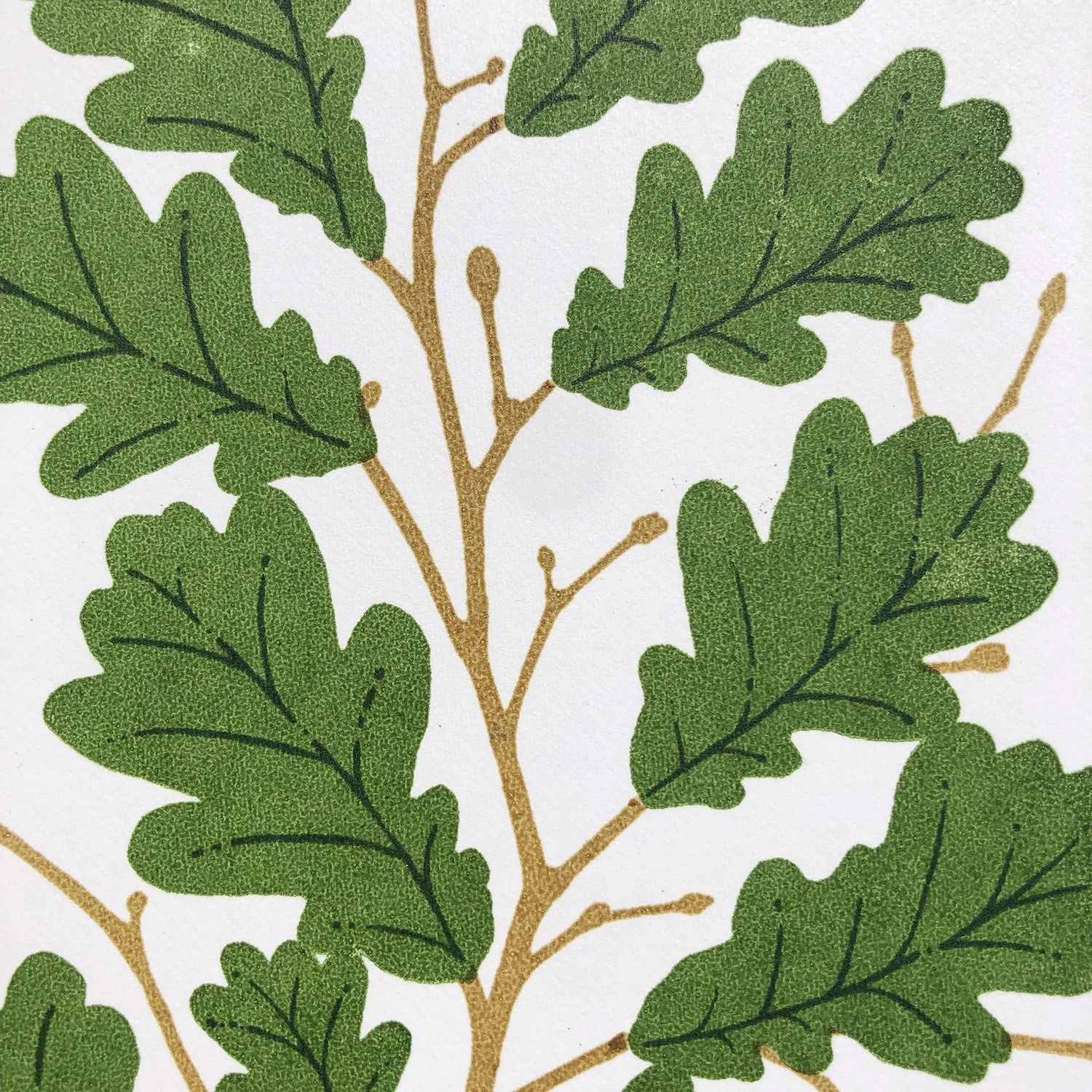 Oak Close Up.jpg