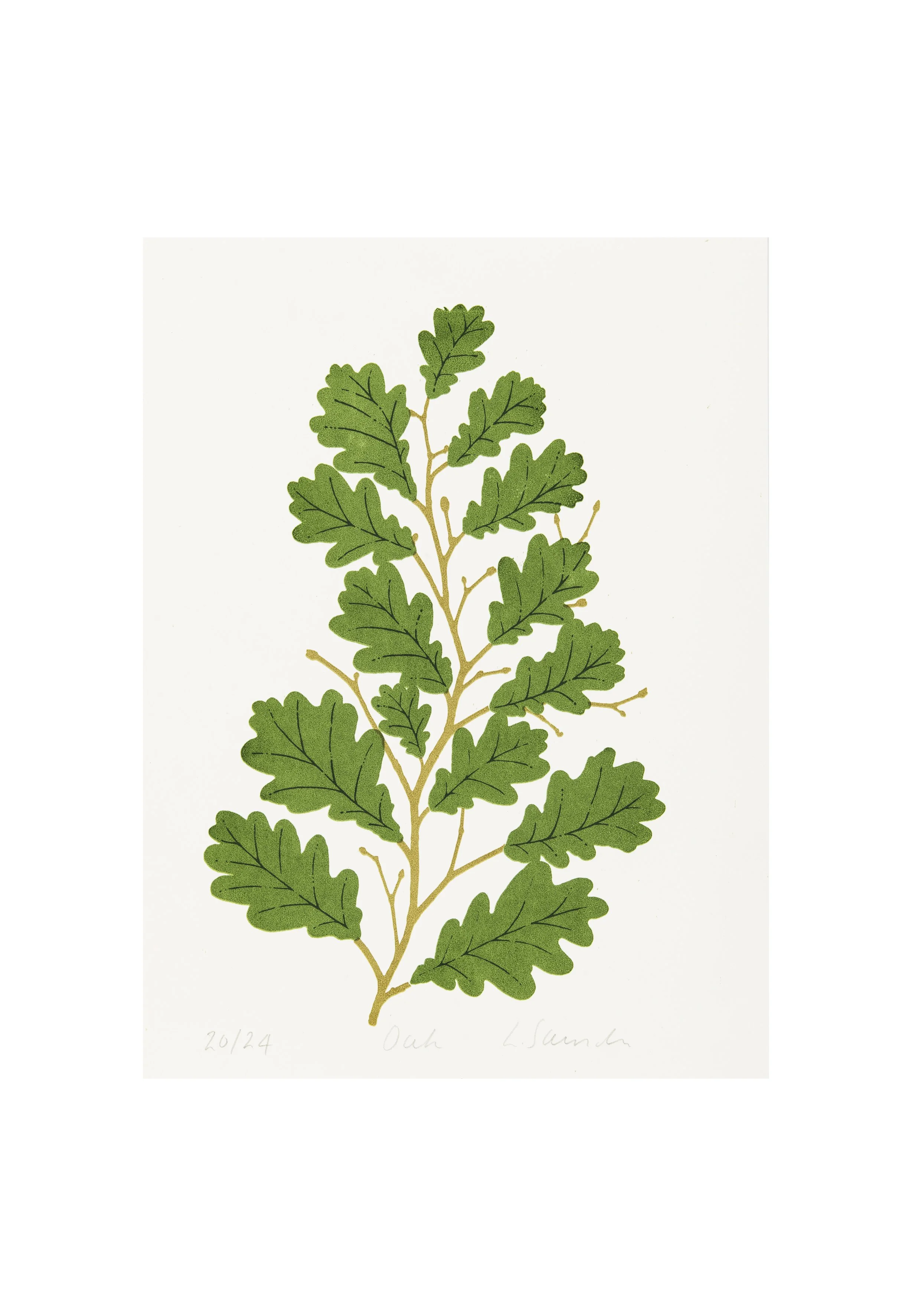 Oak