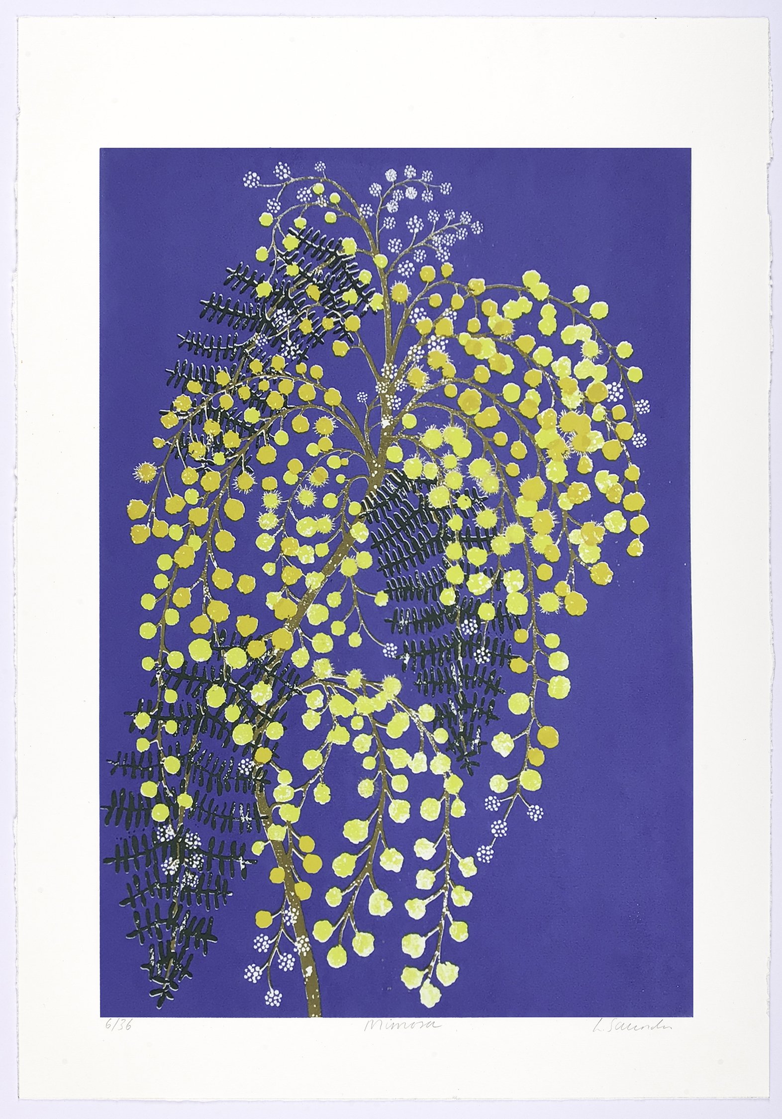Mimosa
