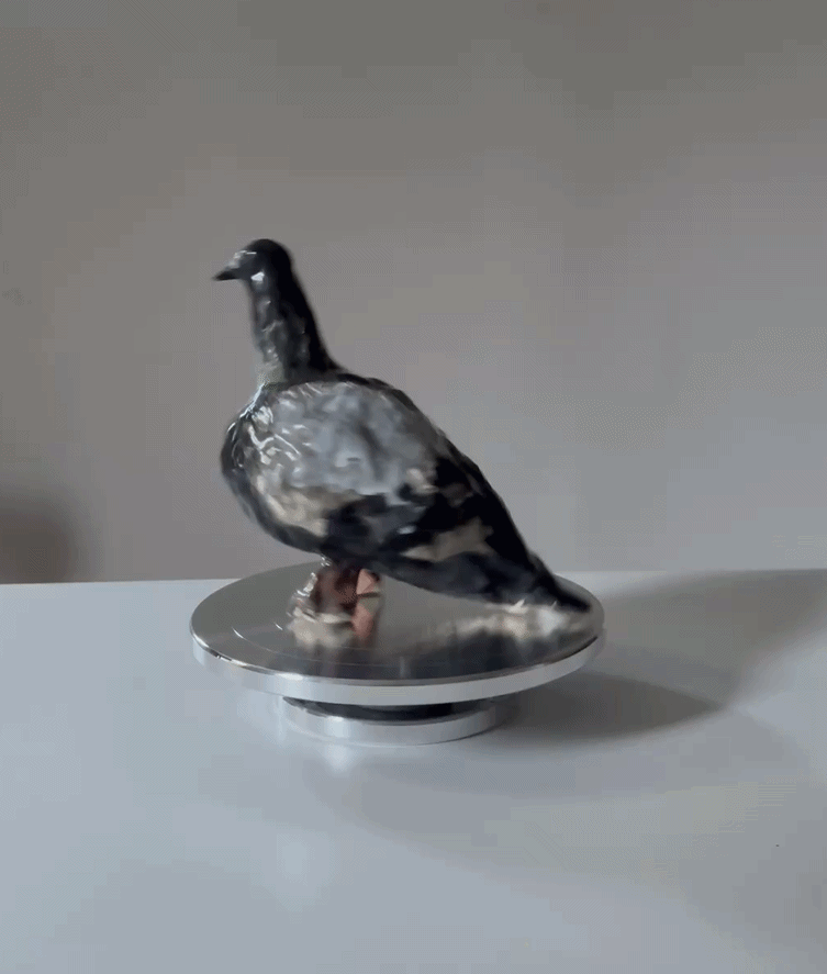 rock dove.gif