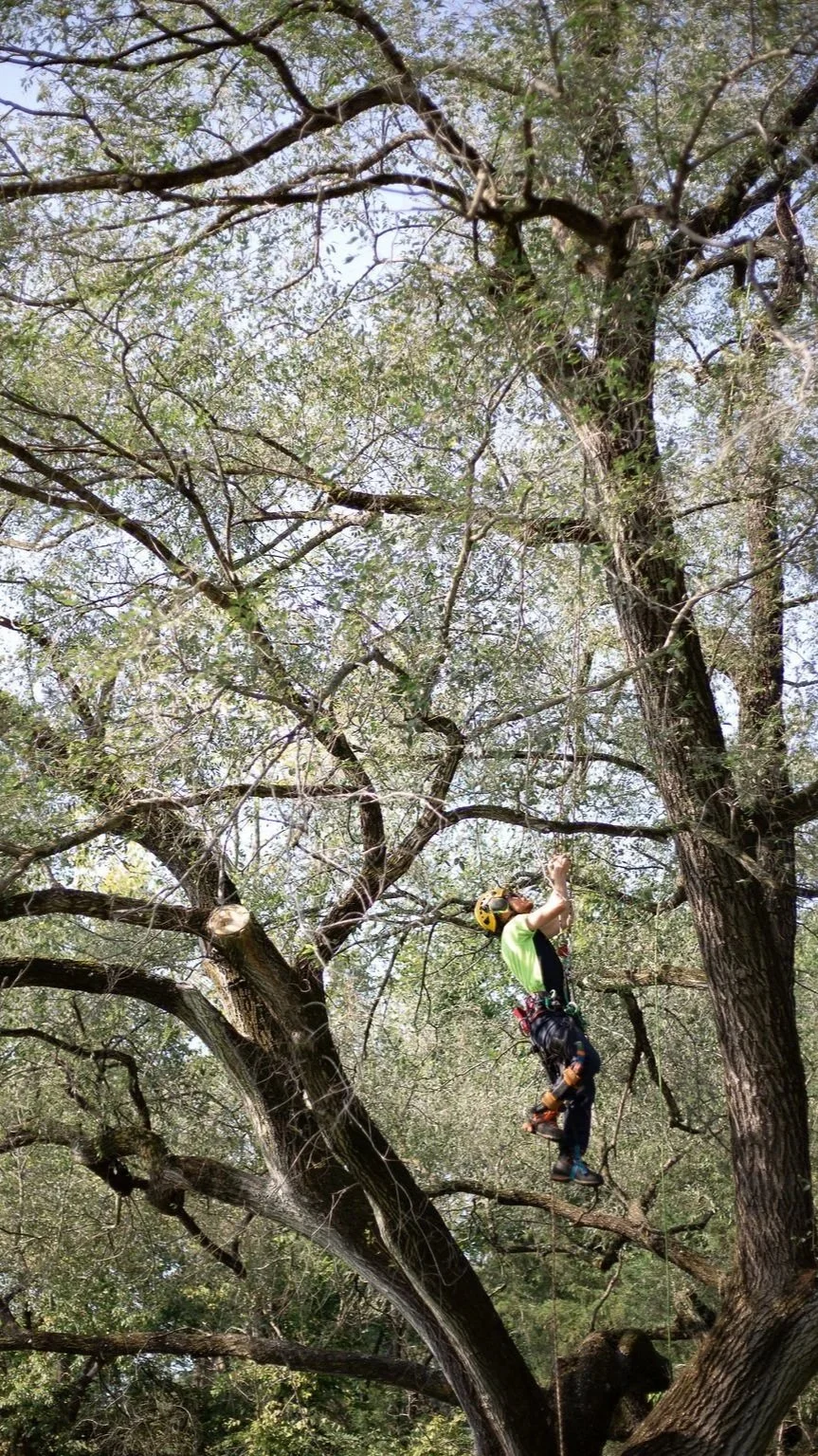 Person wearing a helmet and climbing gear, hanging from a tree branch in a forested area.