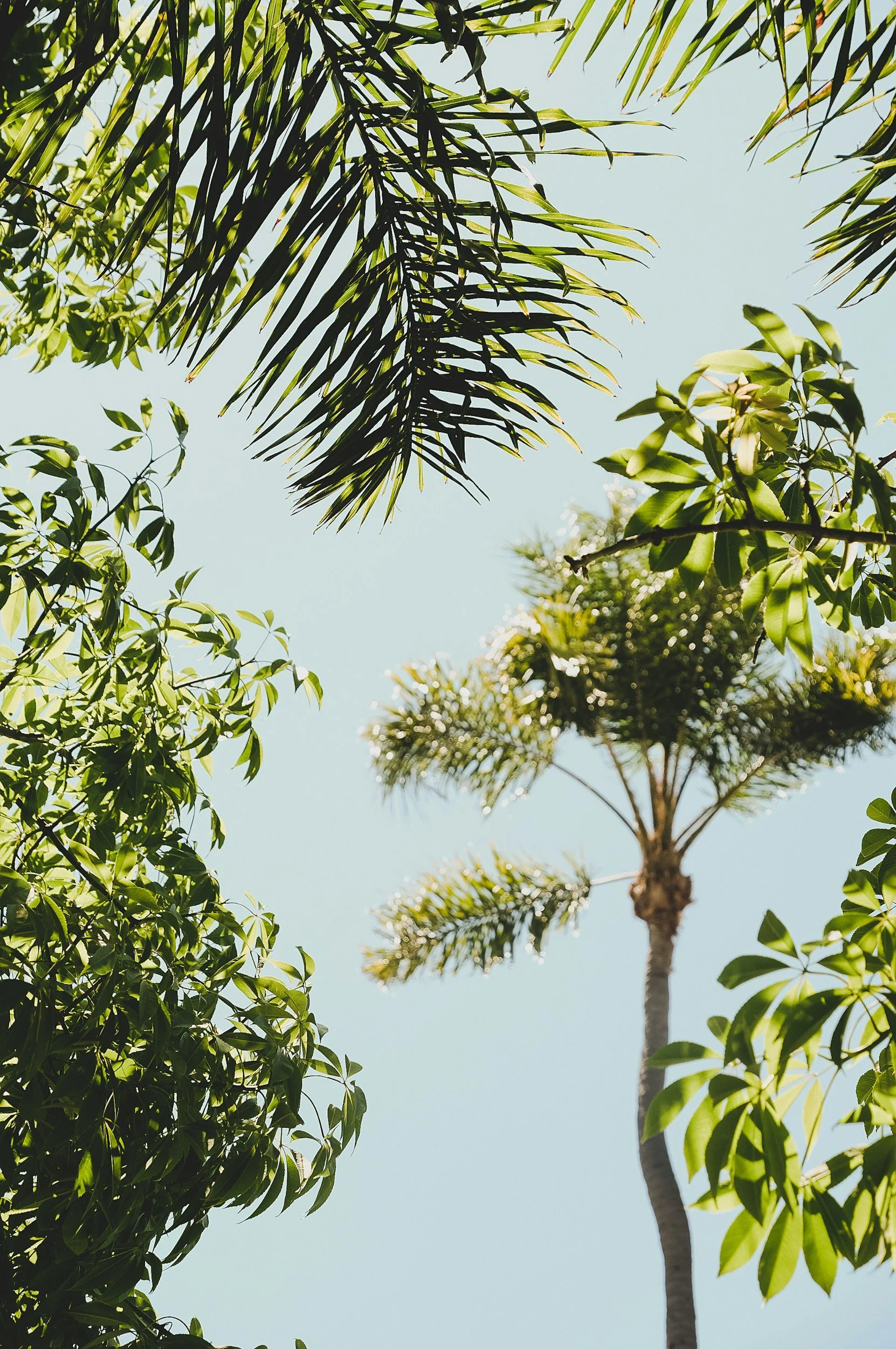 Looking up at the sky through the canopy of various green trees and a tall palm tree with a light blue sky background.