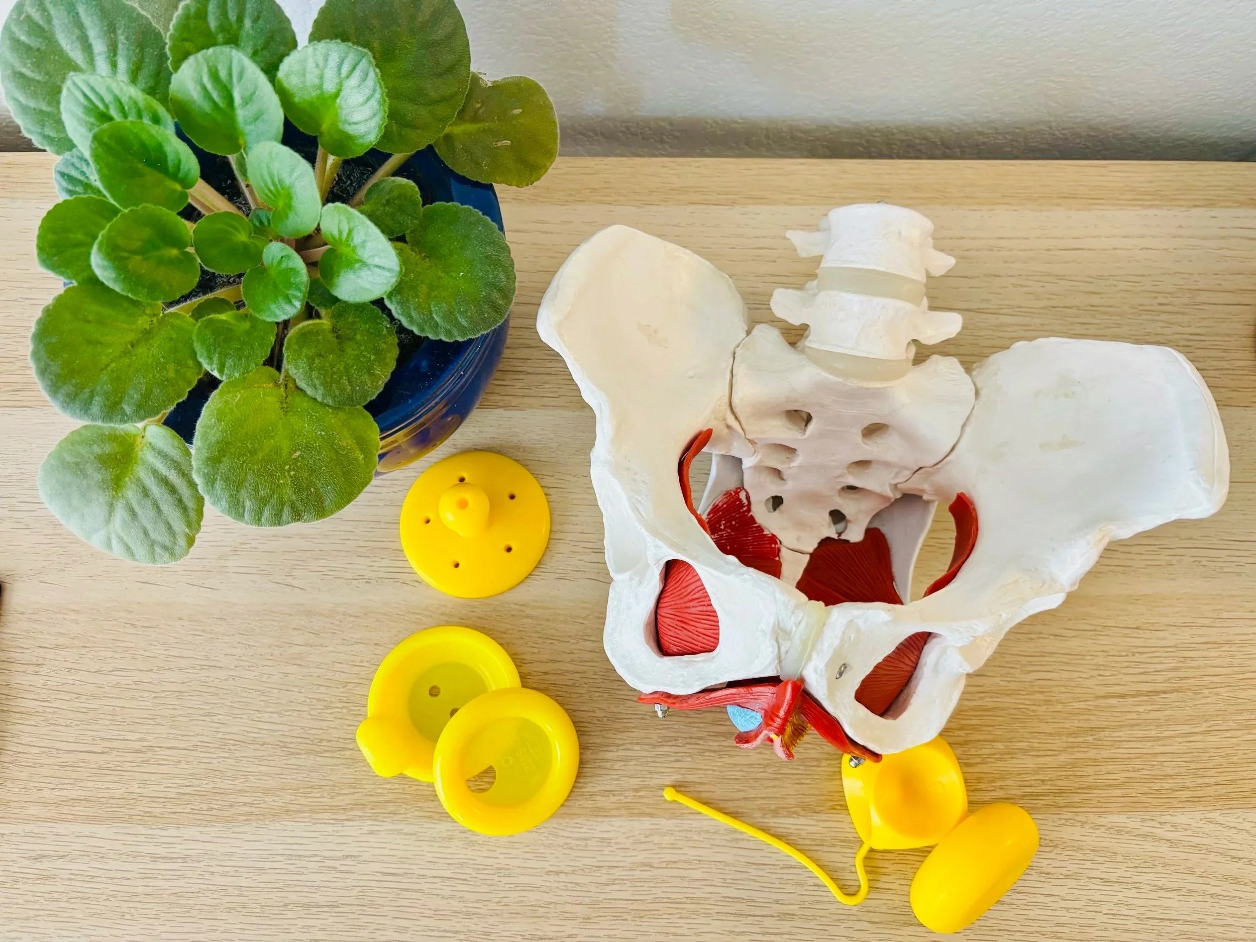 Pessaries: A Game Changer for Treatment of Pelvic Organ Prolapse