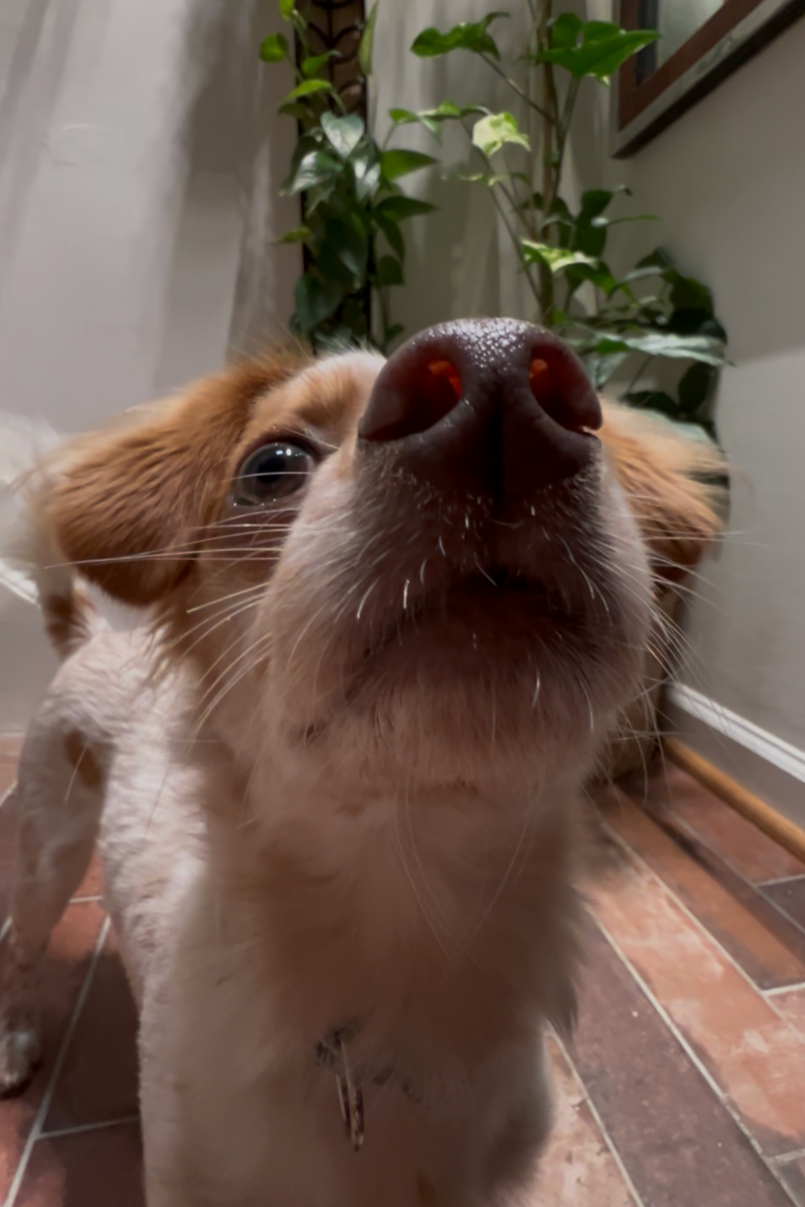 My Rescue Dog Recommends Pet Safe Plants