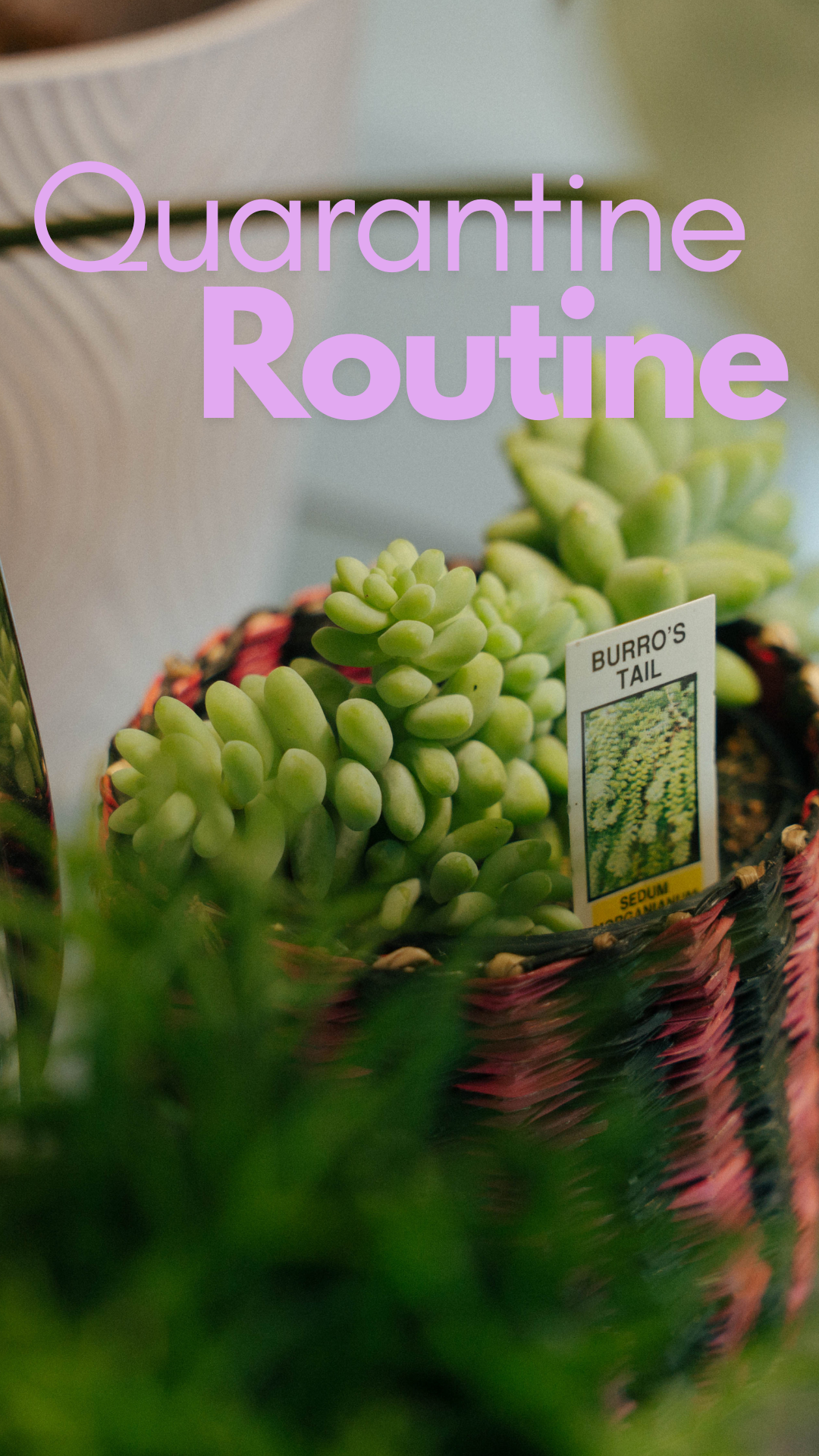Plant Quarantine Routine