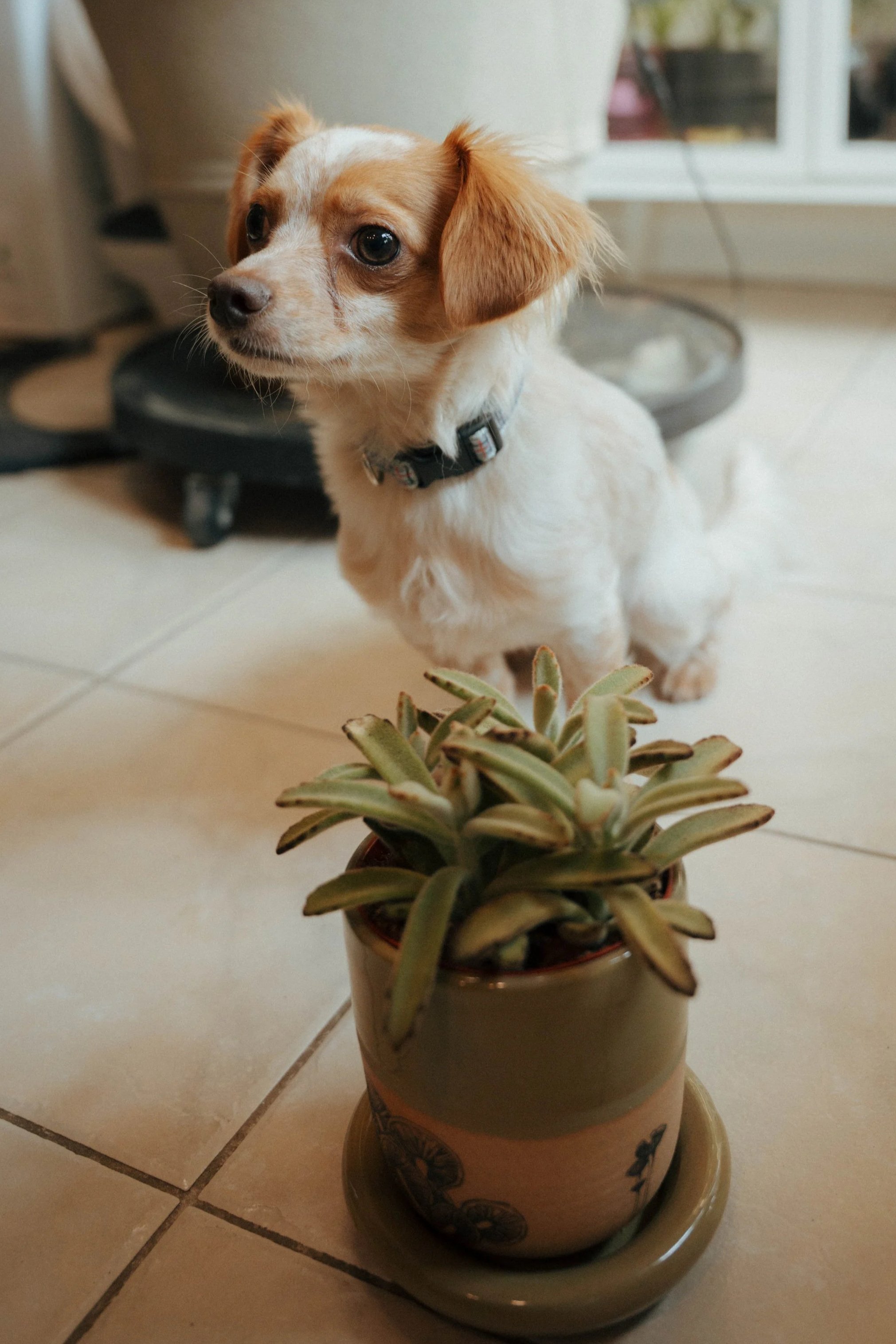 A small puppy with light brown and white fur and floppy ears sitting beside a potted succulent plant on a tiled floor indoors.