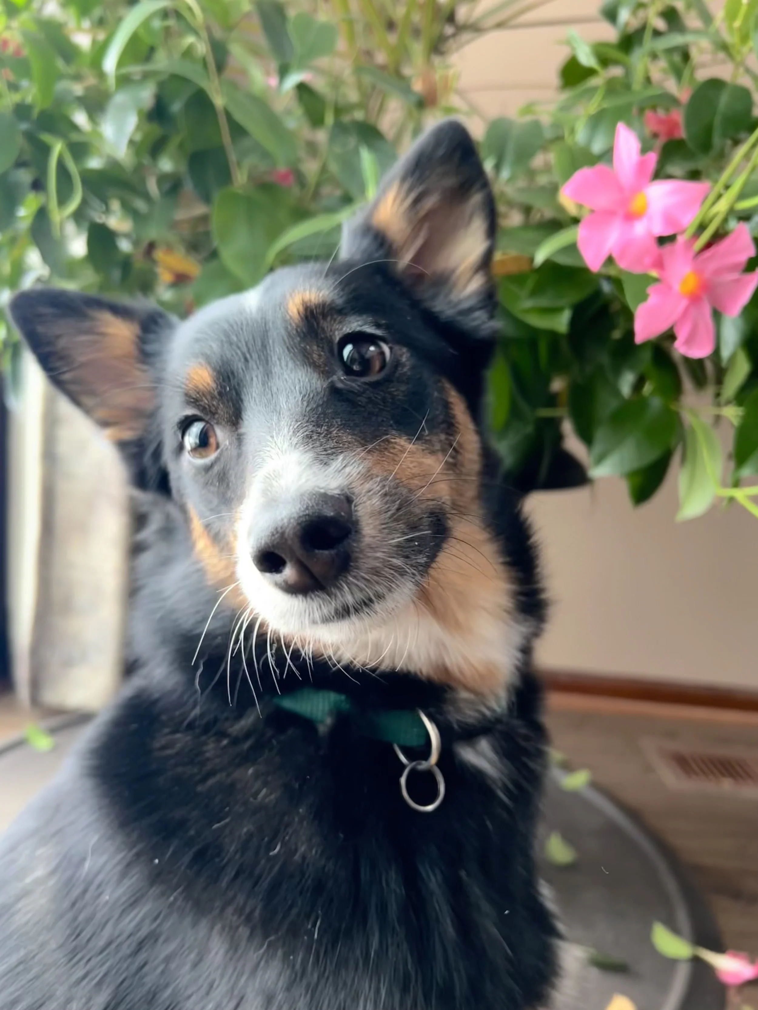 Close-up of a black and tan puppy with one ear up, sitting near pink flowers and green leaves.