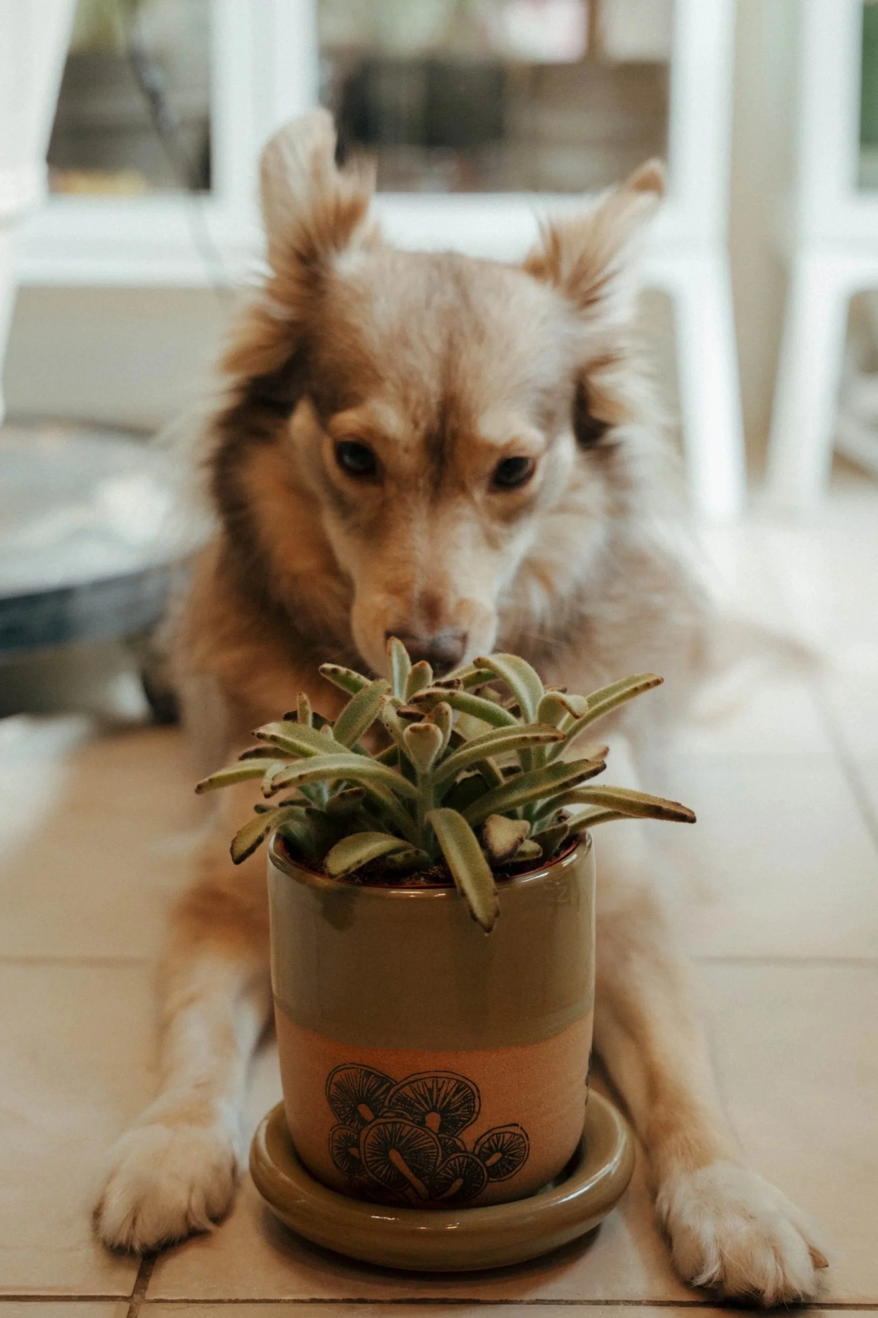 A dog sitting behind a potted succulent plant on a tiled surface, with its paws on the tray and head partially obscured by the plant.