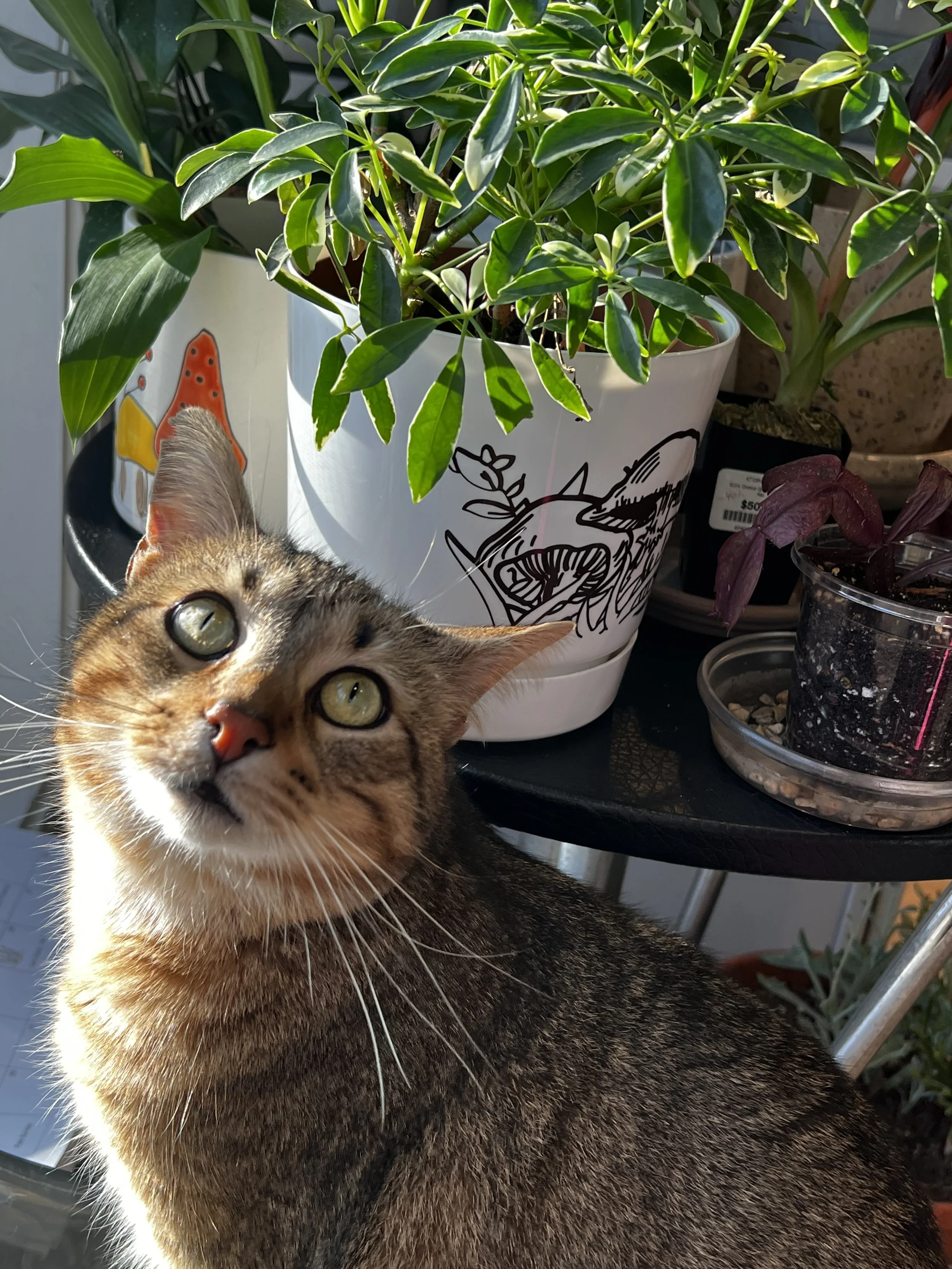 Close-up of a tabby cat with golden eyes, looking into the camera, with houseplants and planters in the background.